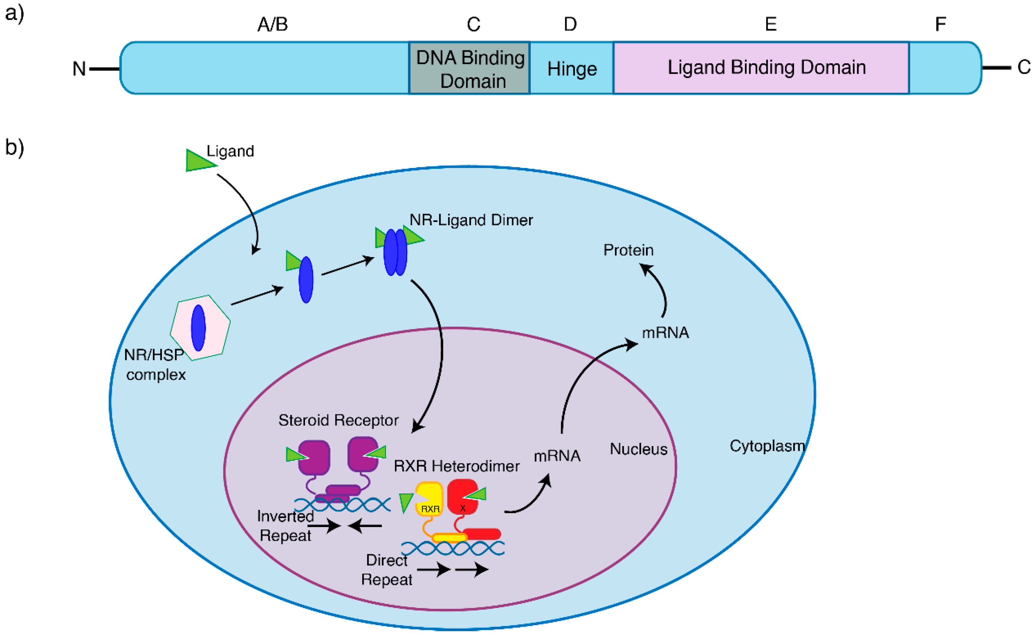 Cancers 13 04972 g001 Cancers 13 04972 g001