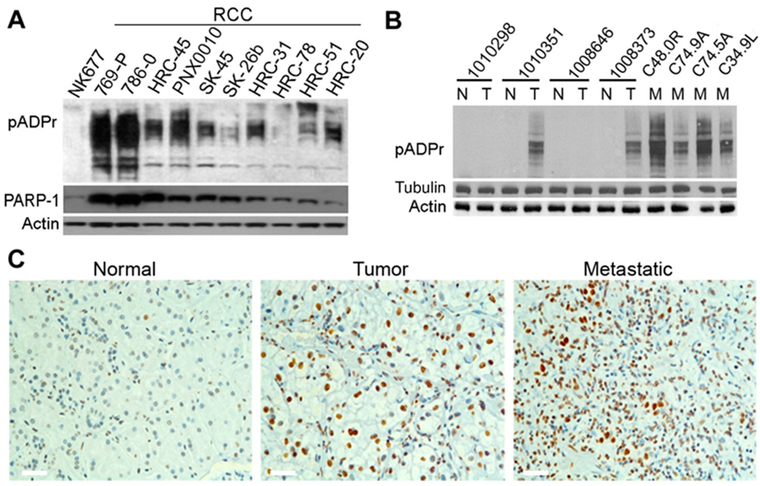 Cancers 13 04973 g001 Cancers 13 04973 g001