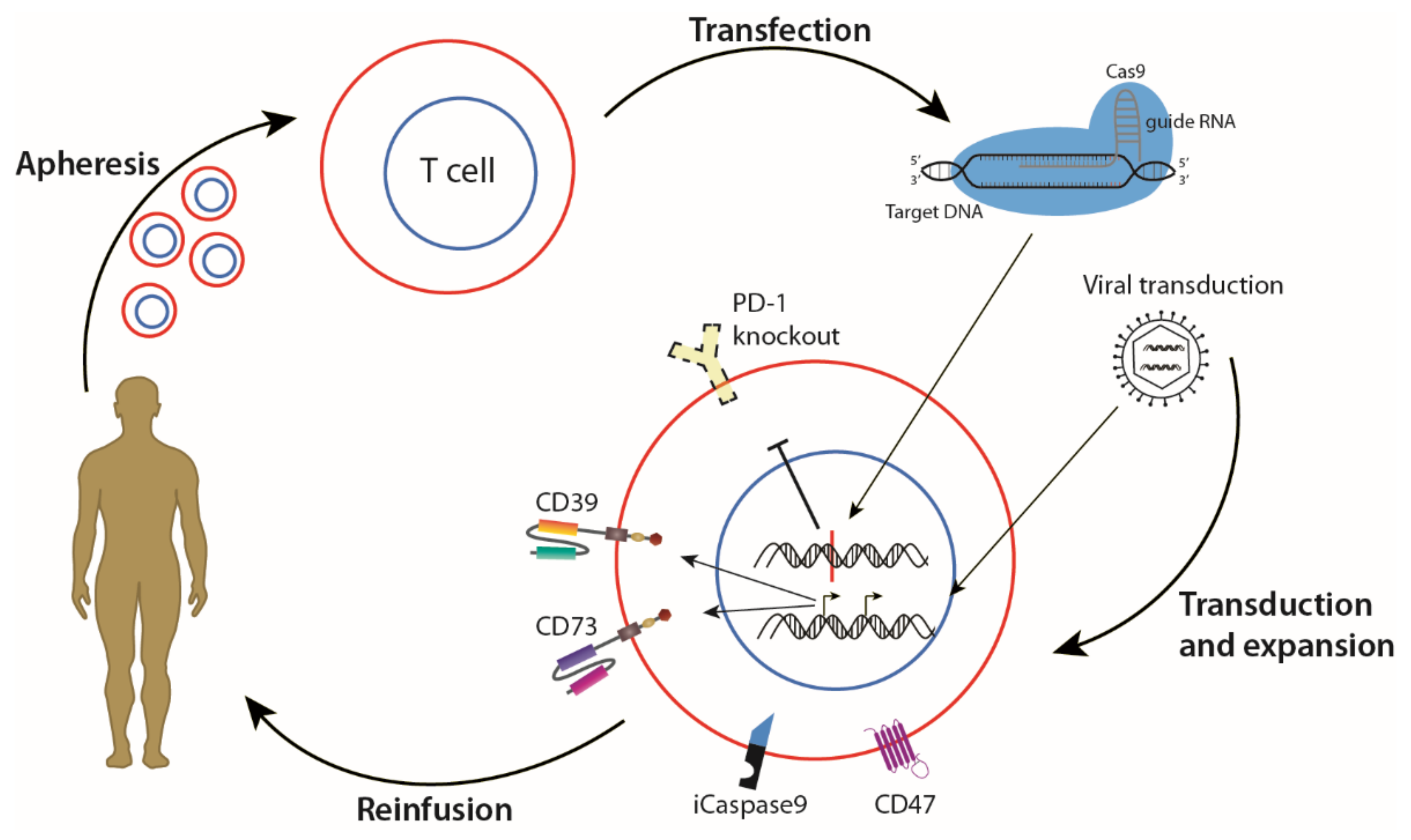 Cancers 13 04986 g004 550