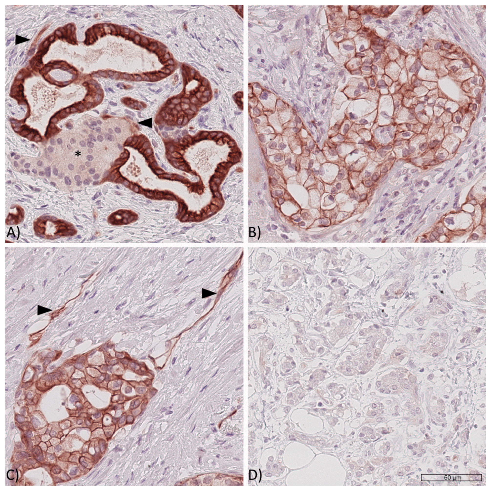 Cancers 13 04988 g001