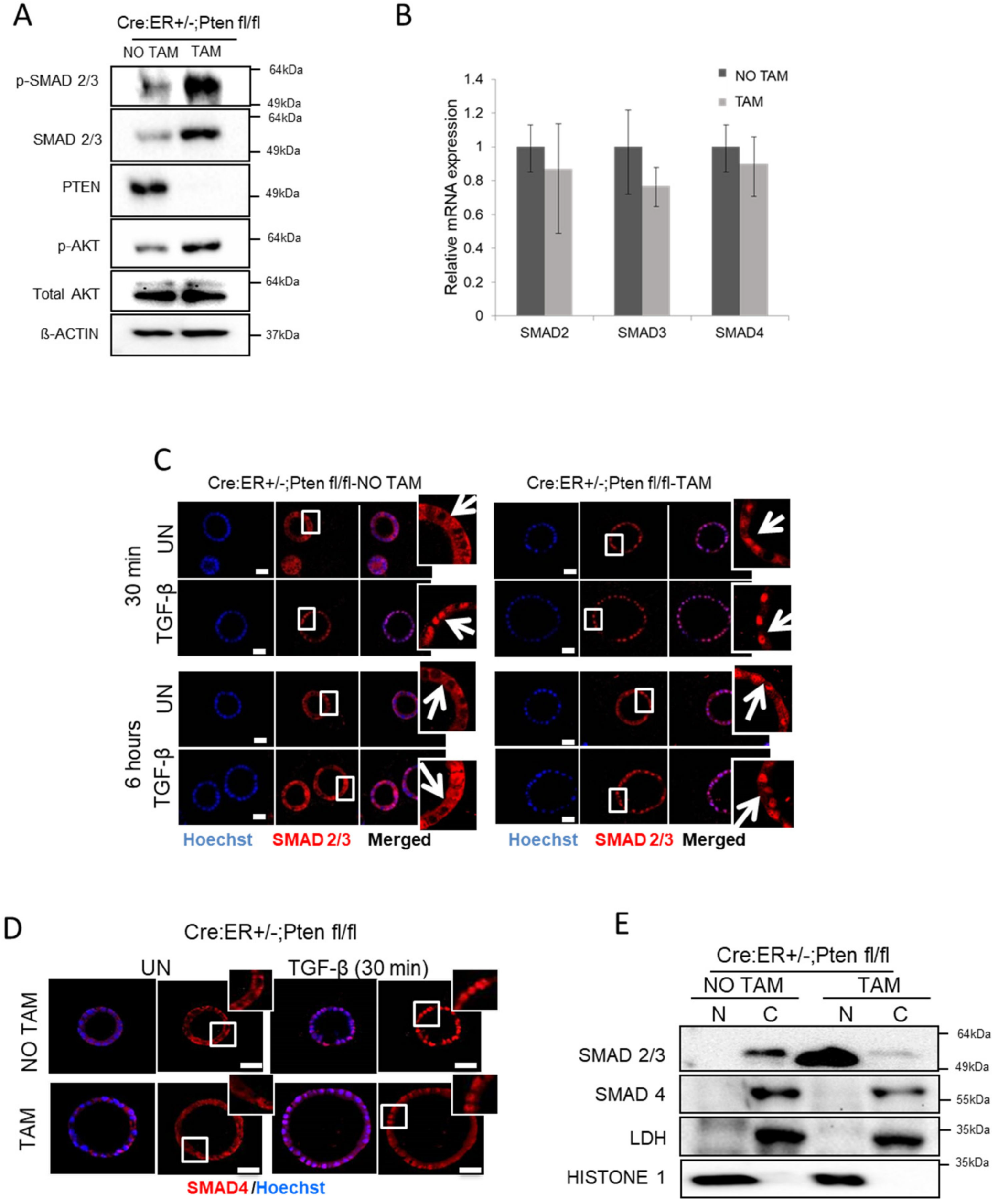 Cancers 13 04990 g001 550