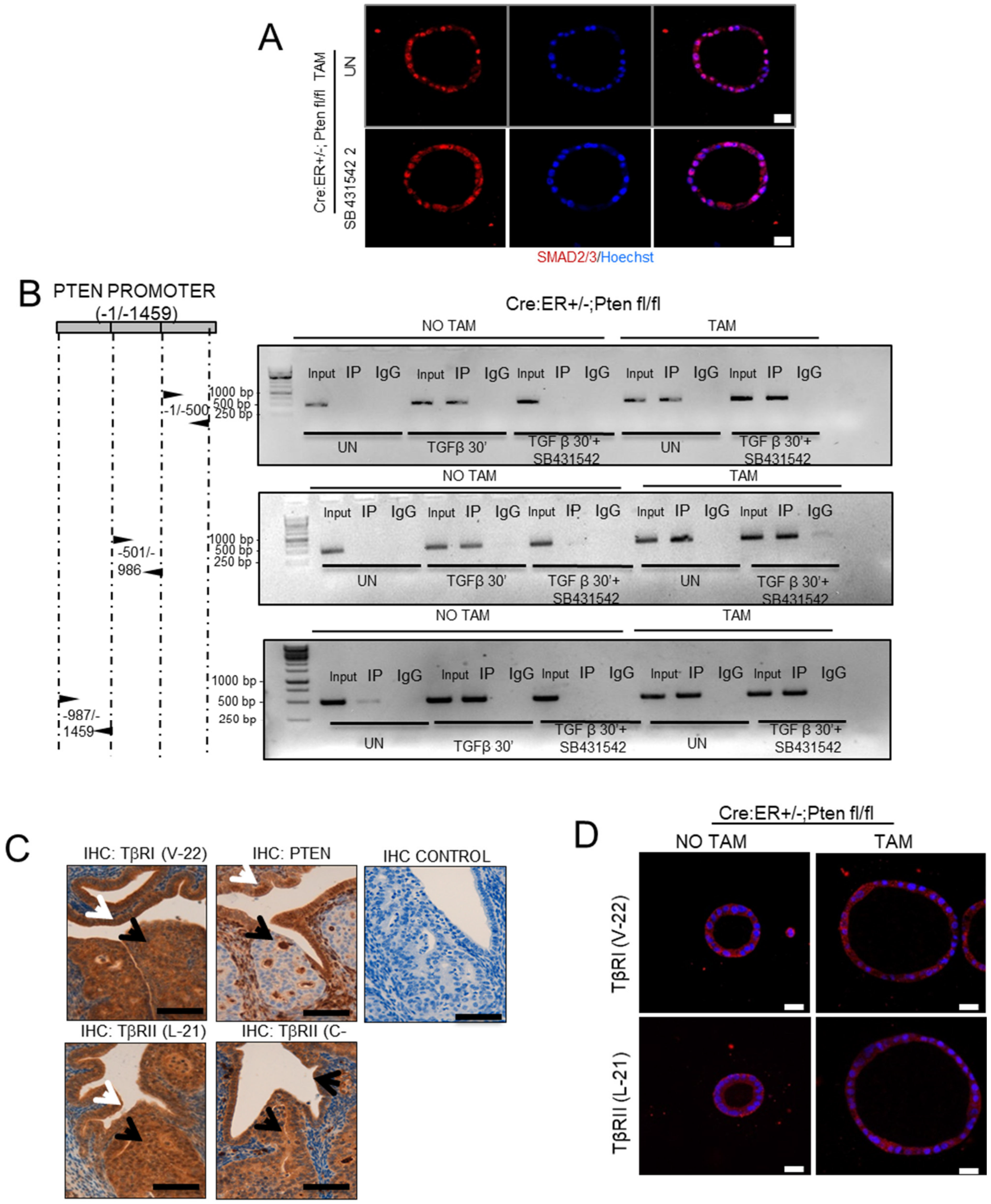 Cancers 13 04990 g003 550