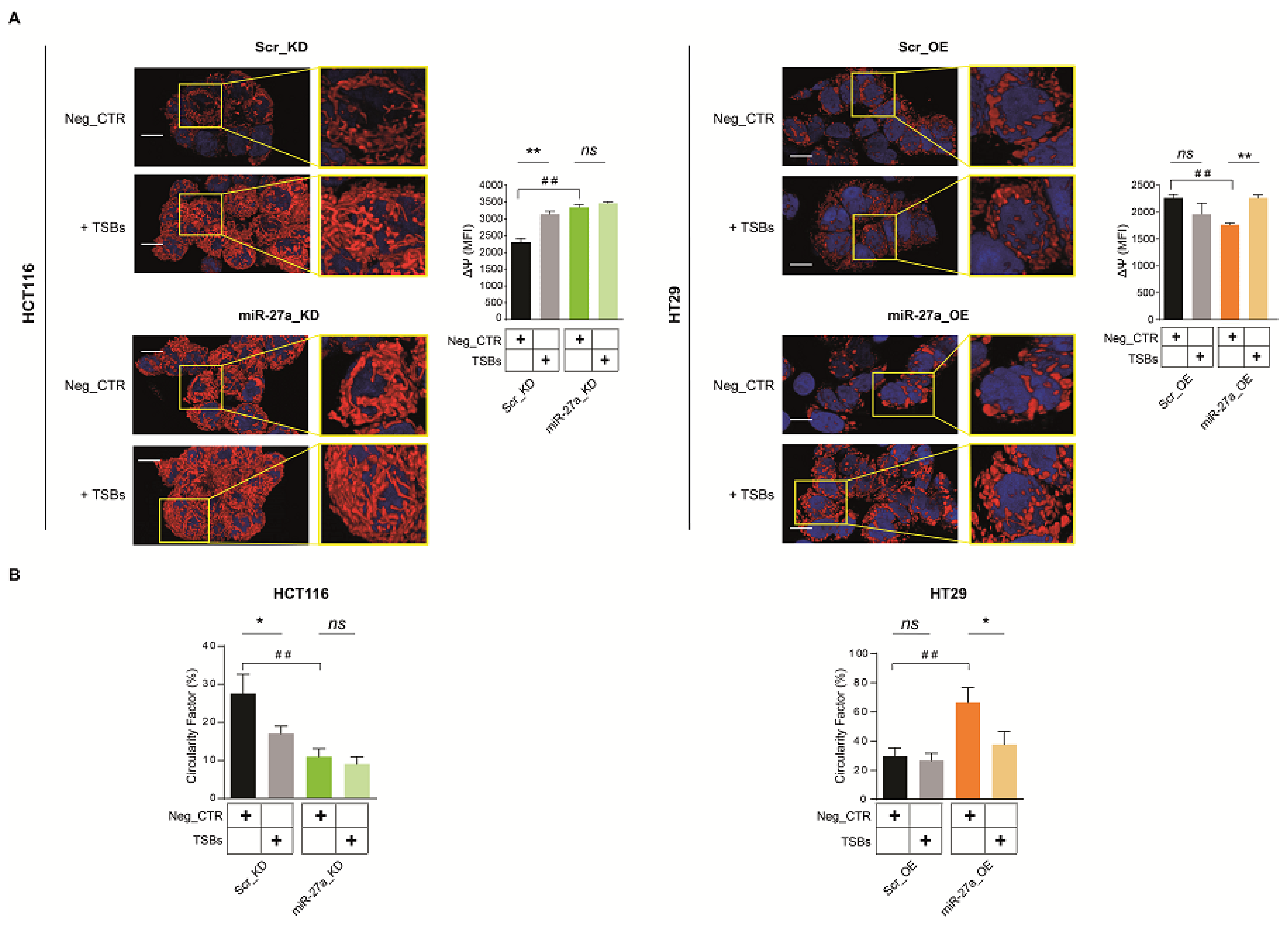 Cancers 13 04994 g005
