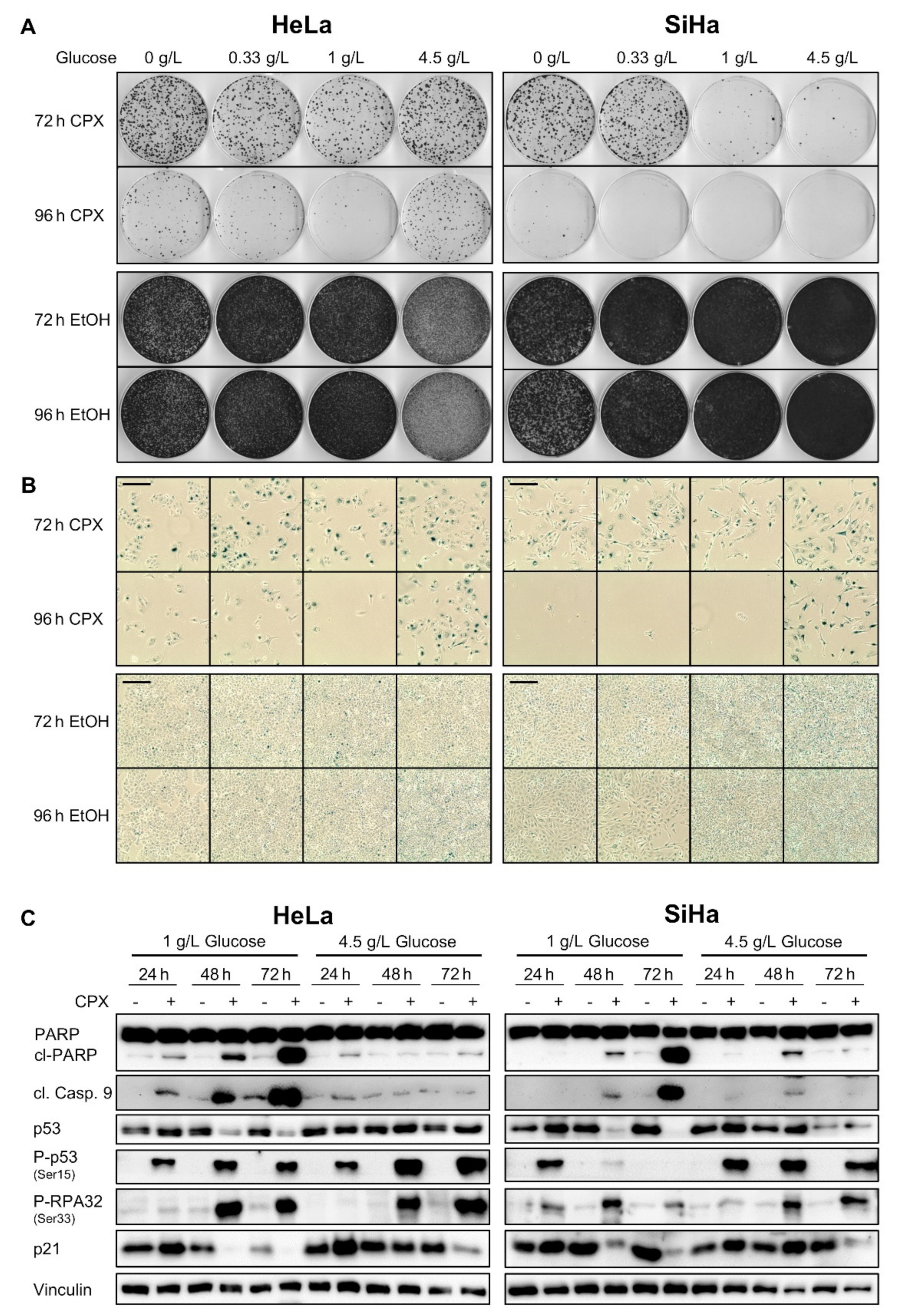 Cancers 13 04995 g003 Cancers 13 04995 g003