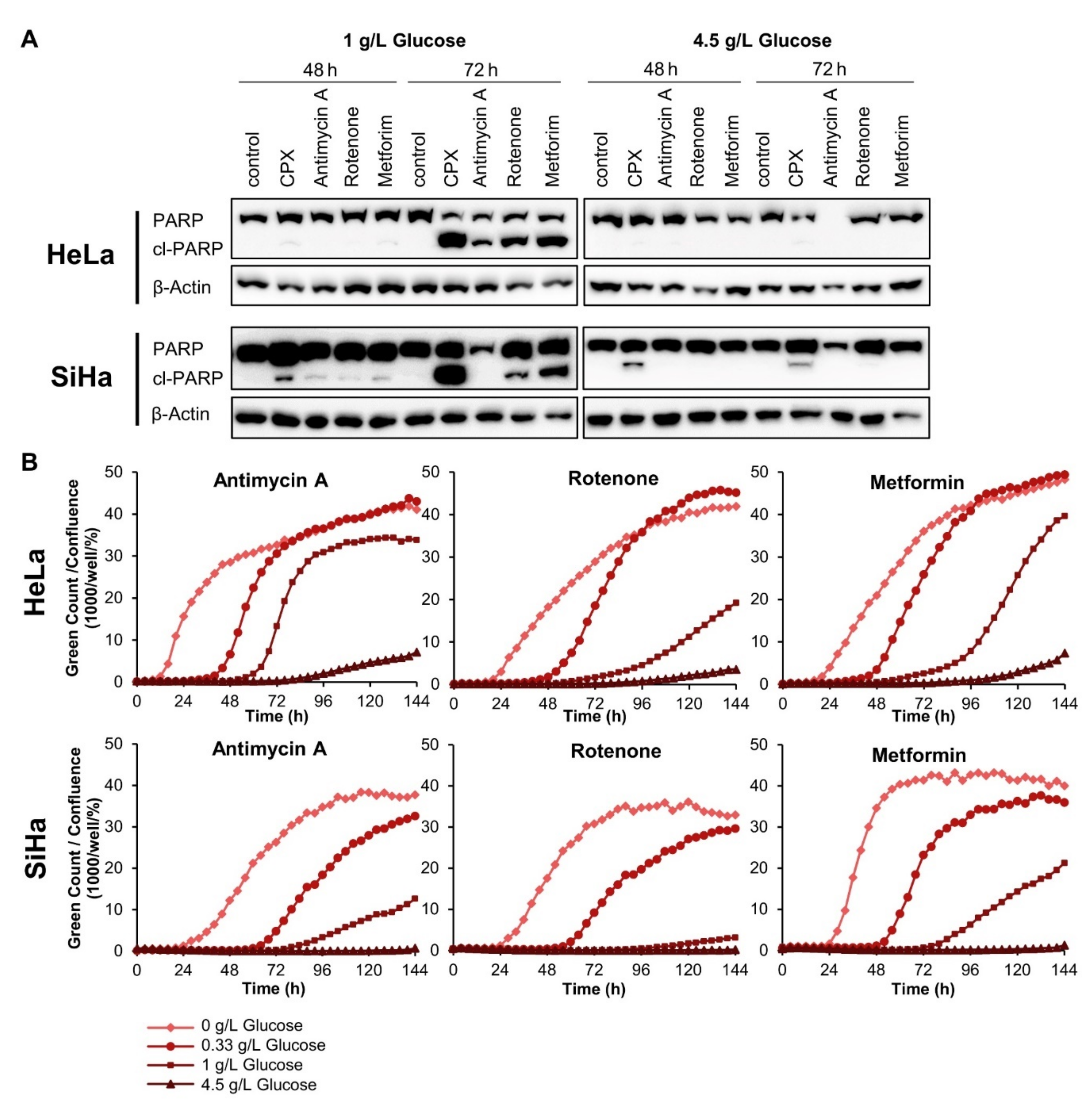 Cancers 13 04995 g004 Cancers 13 04995 g004