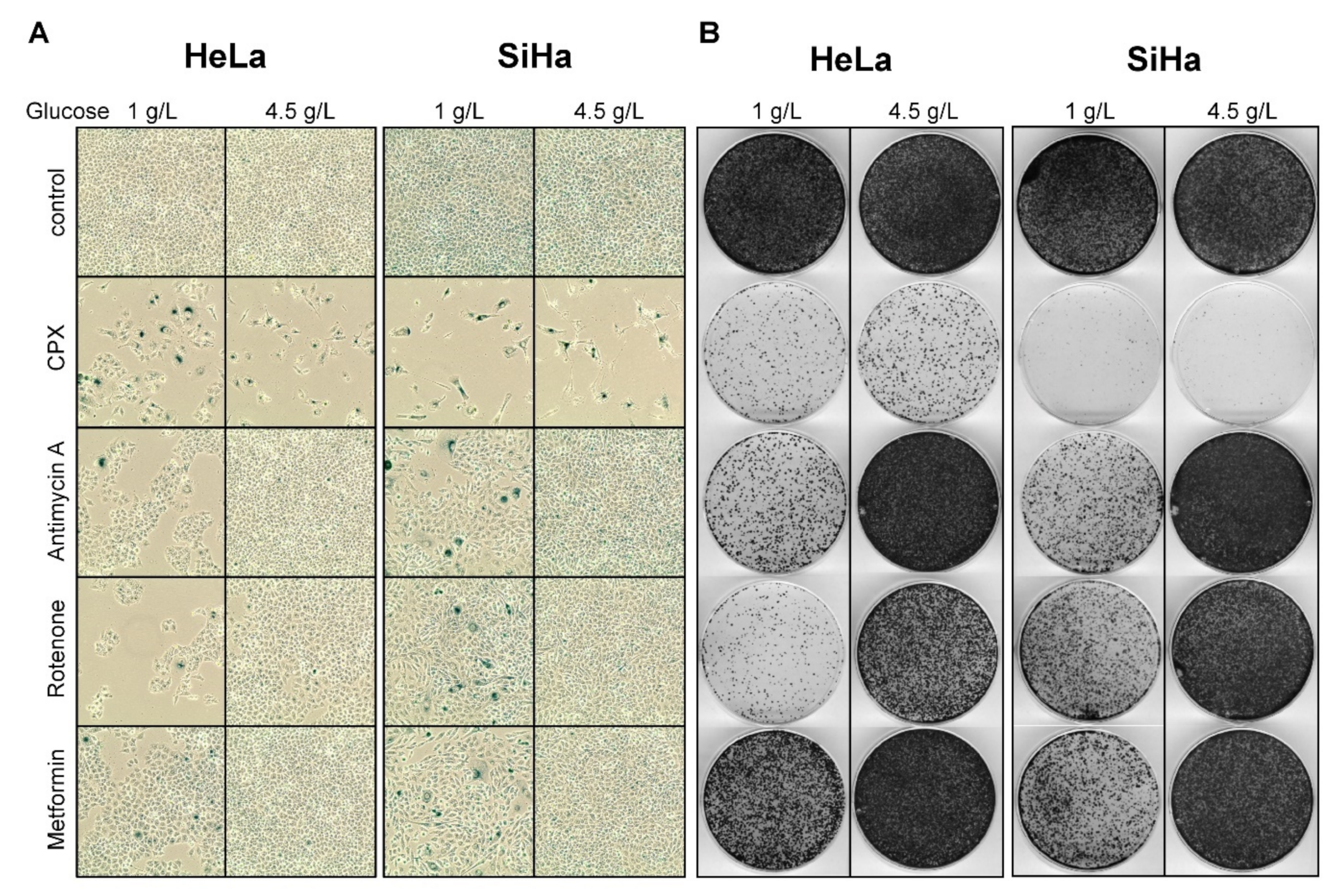 Cancers 13 04995 g005 Cancers 13 04995 g005