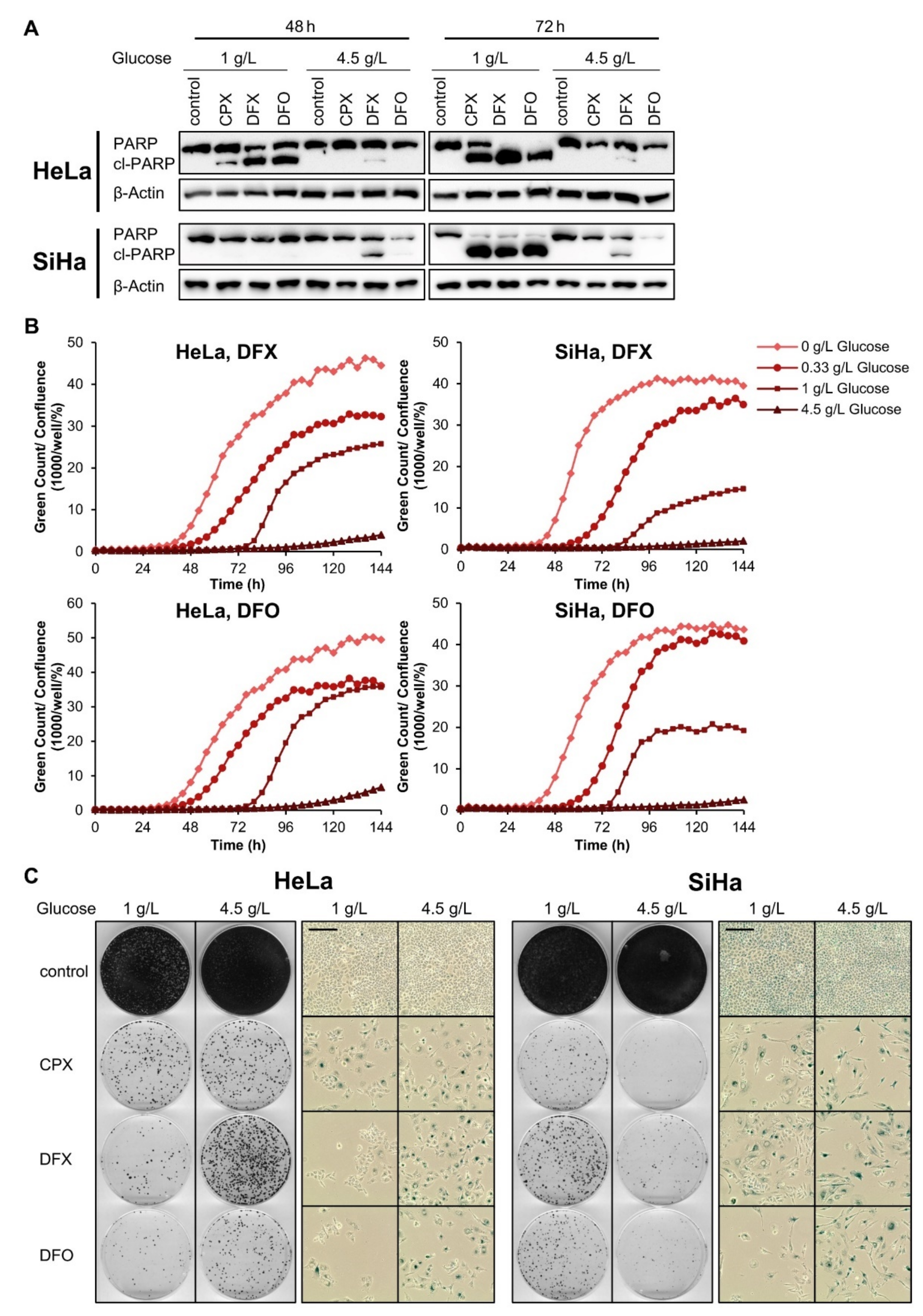 Cancers 13 04995 g006 Cancers 13 04995 g006