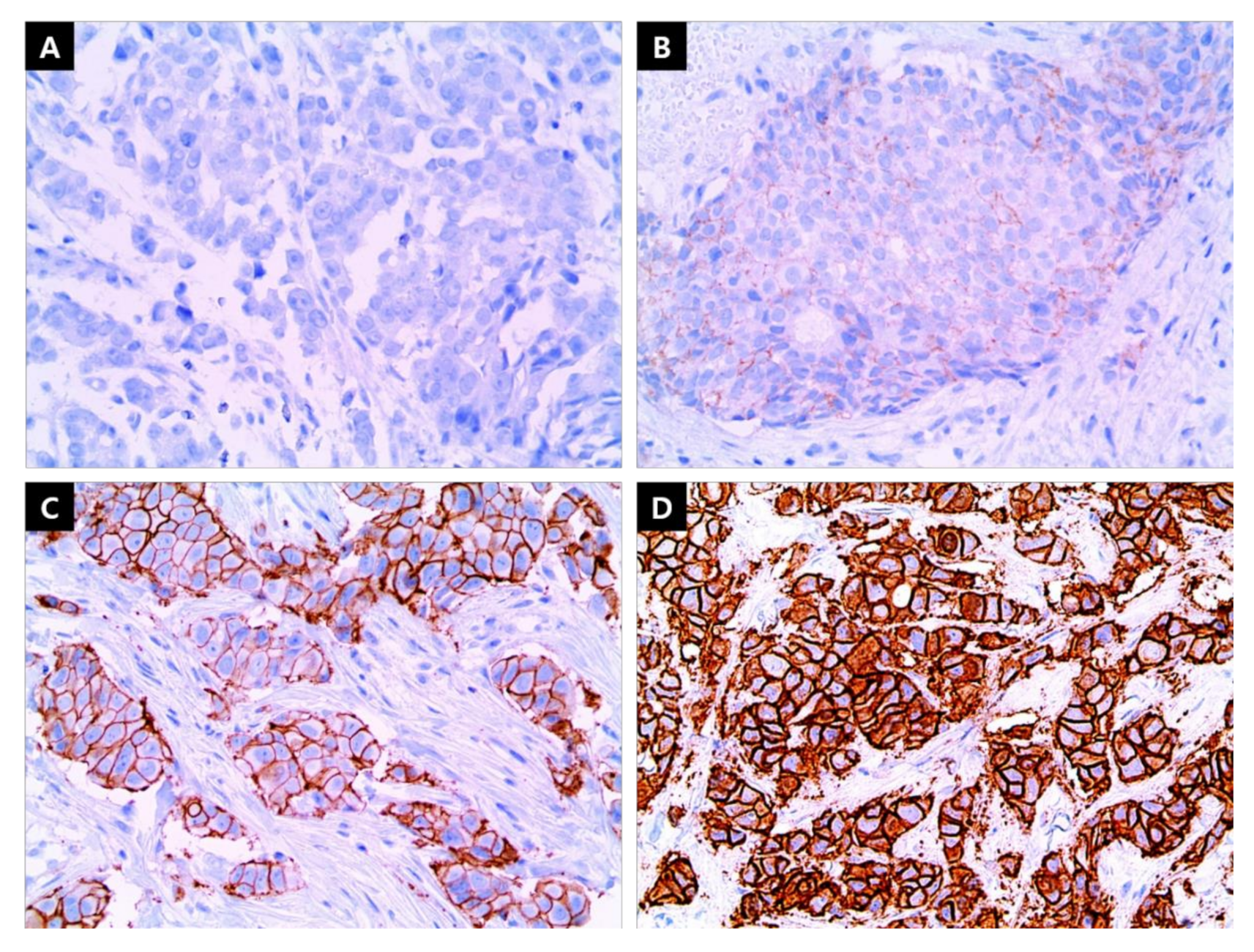 Cancers 13 05007 g004 550