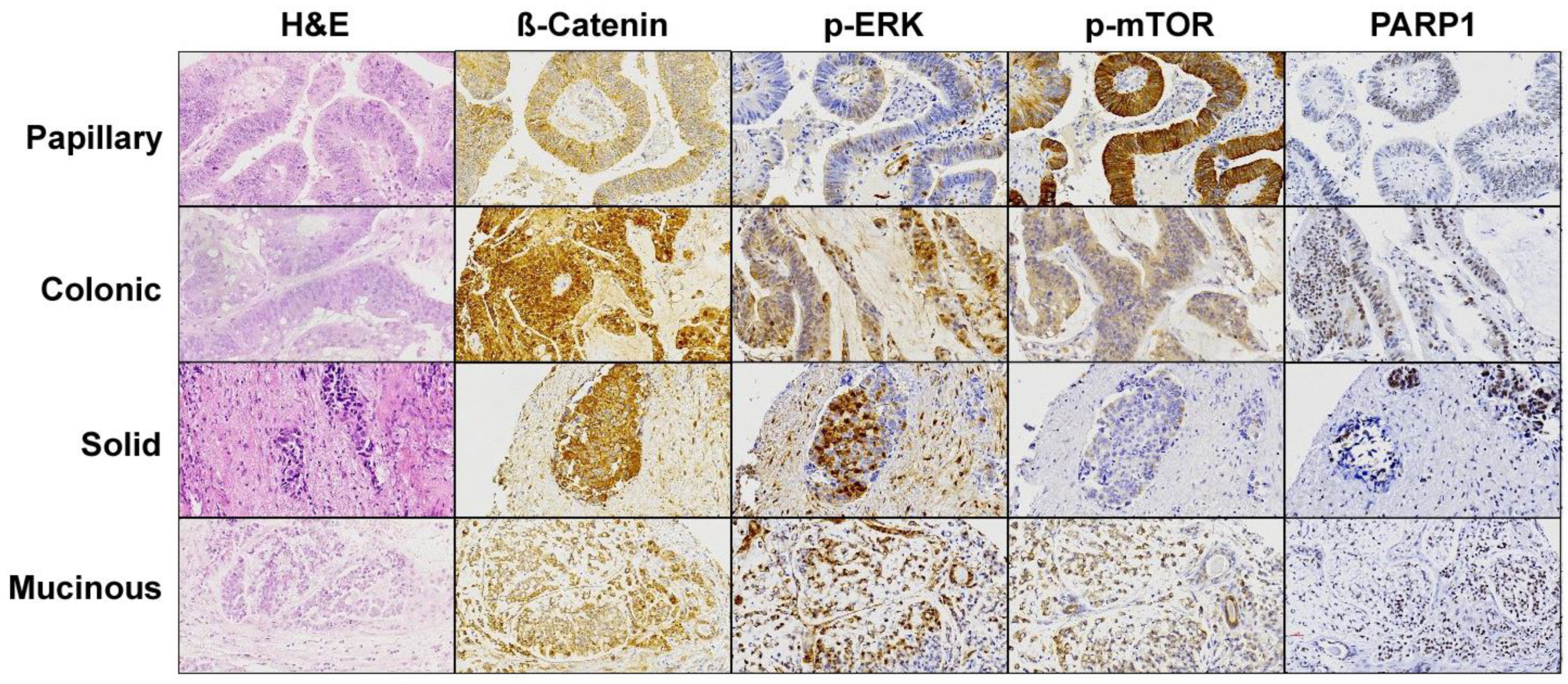 Cancers 13 05022 g003