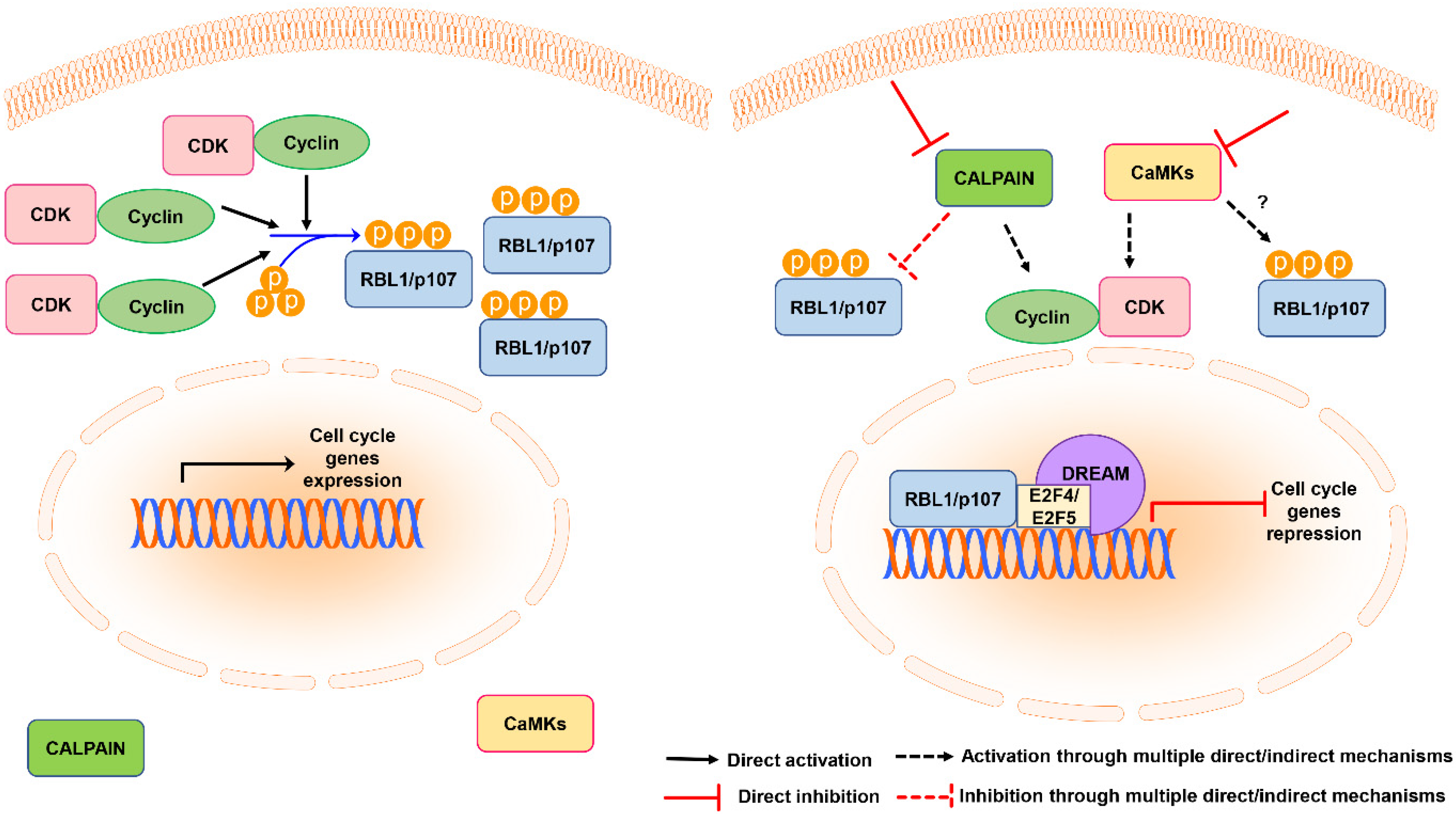 Cancers 13 05025 g006 Cancers 13 05025 g006