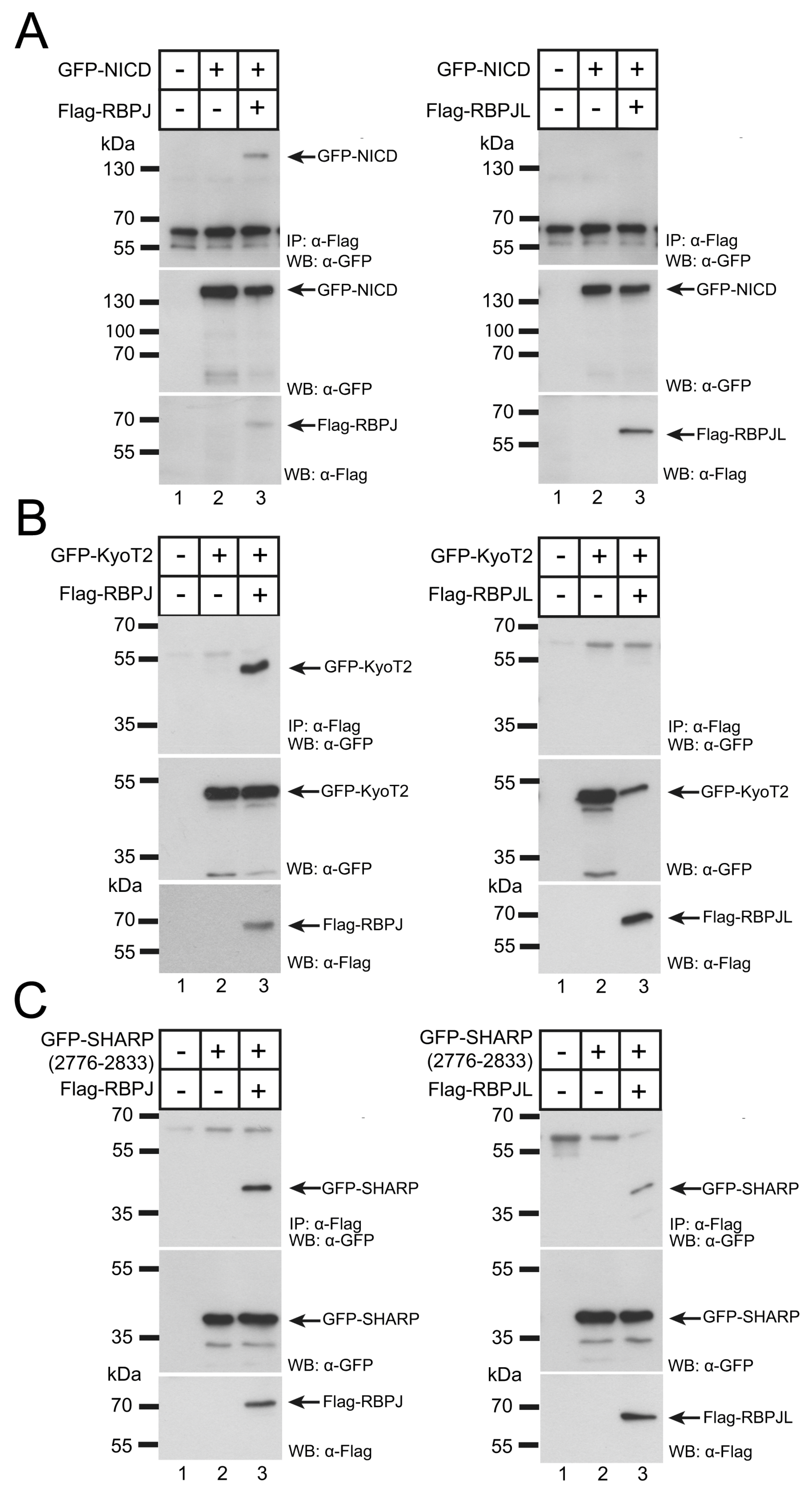 Cancers 13 05027 g003 Cancers 13 05027 g003