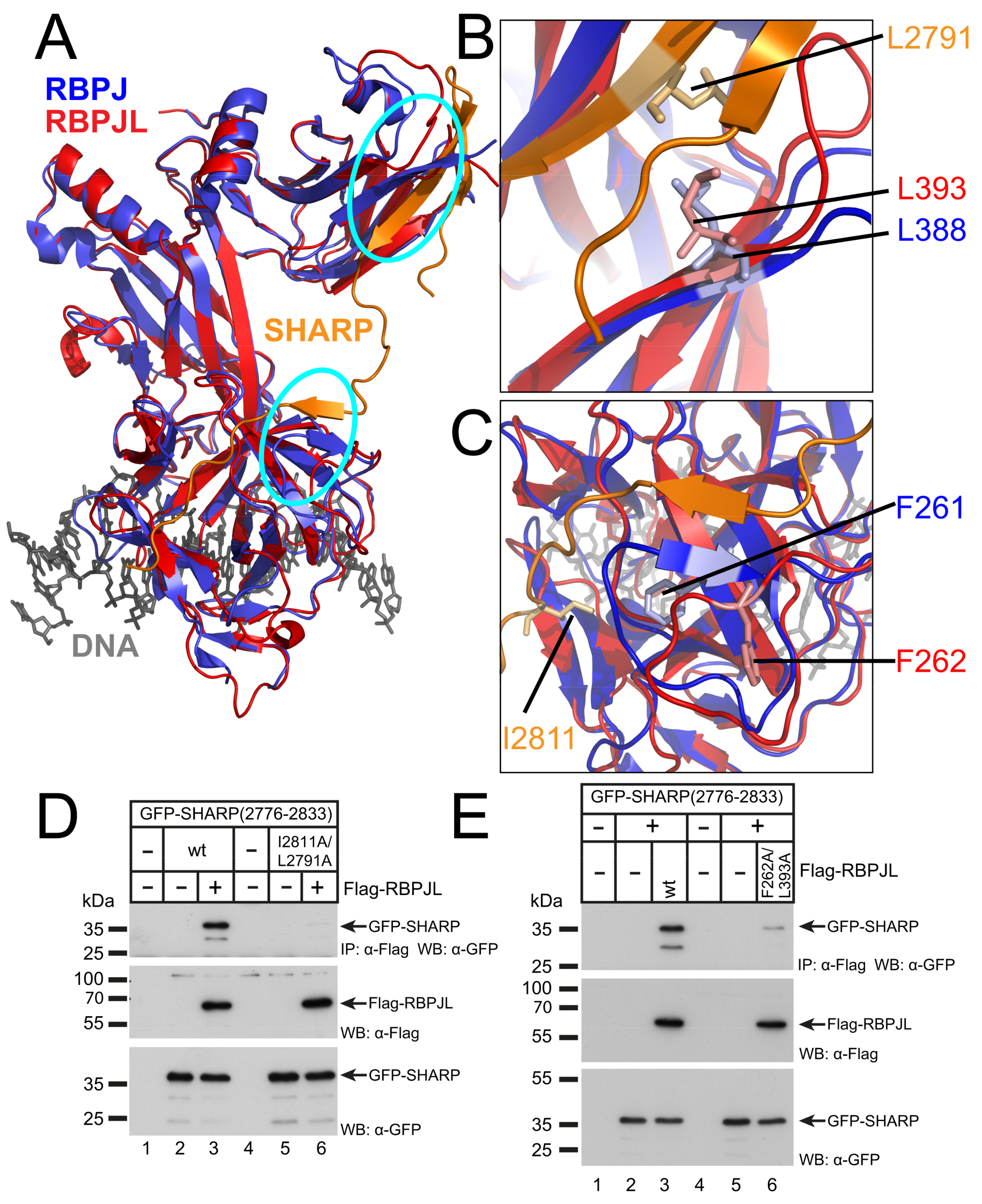 Cancers 13 05027 g006 Cancers 13 05027 g006