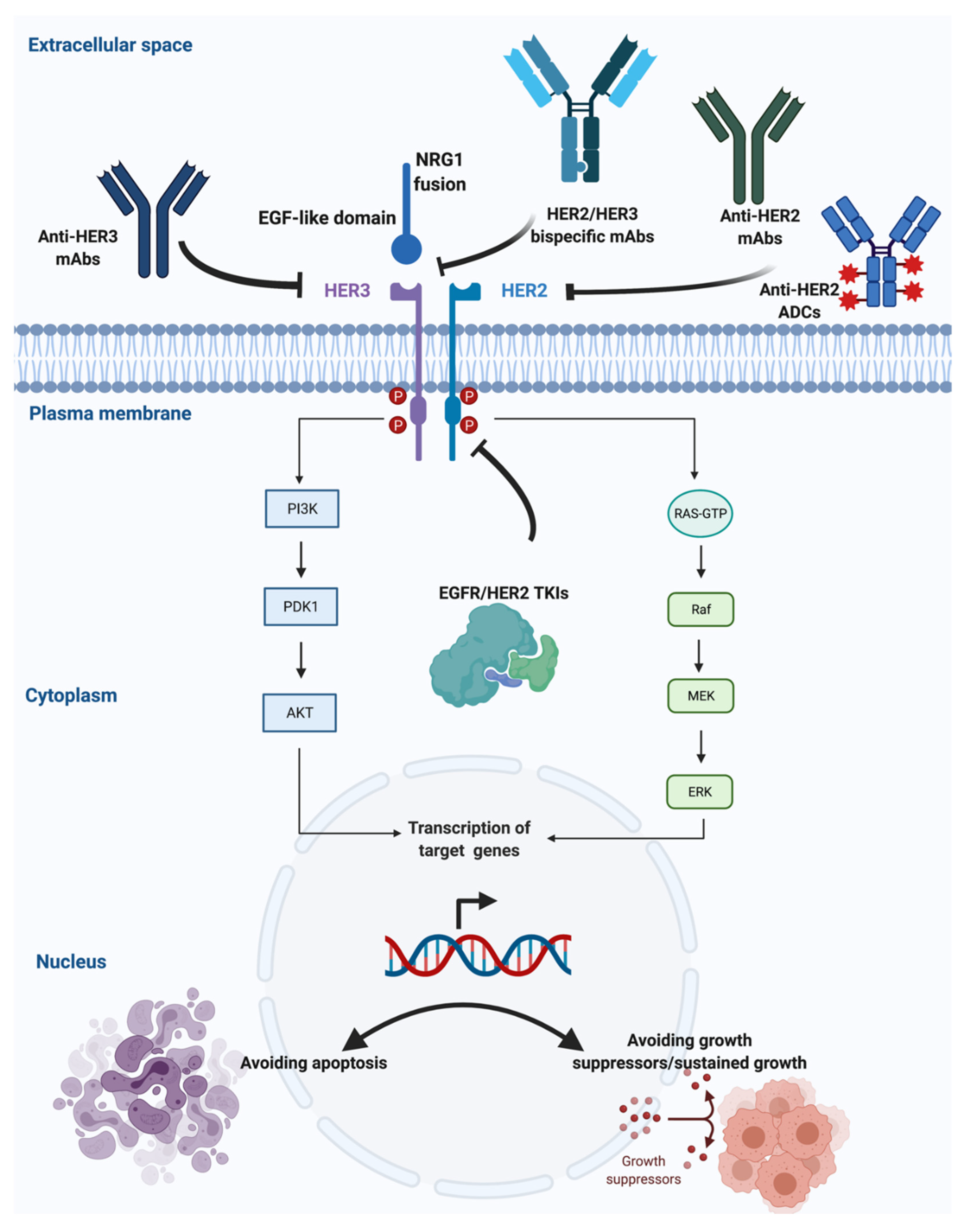 Cancers 13 05038 g001