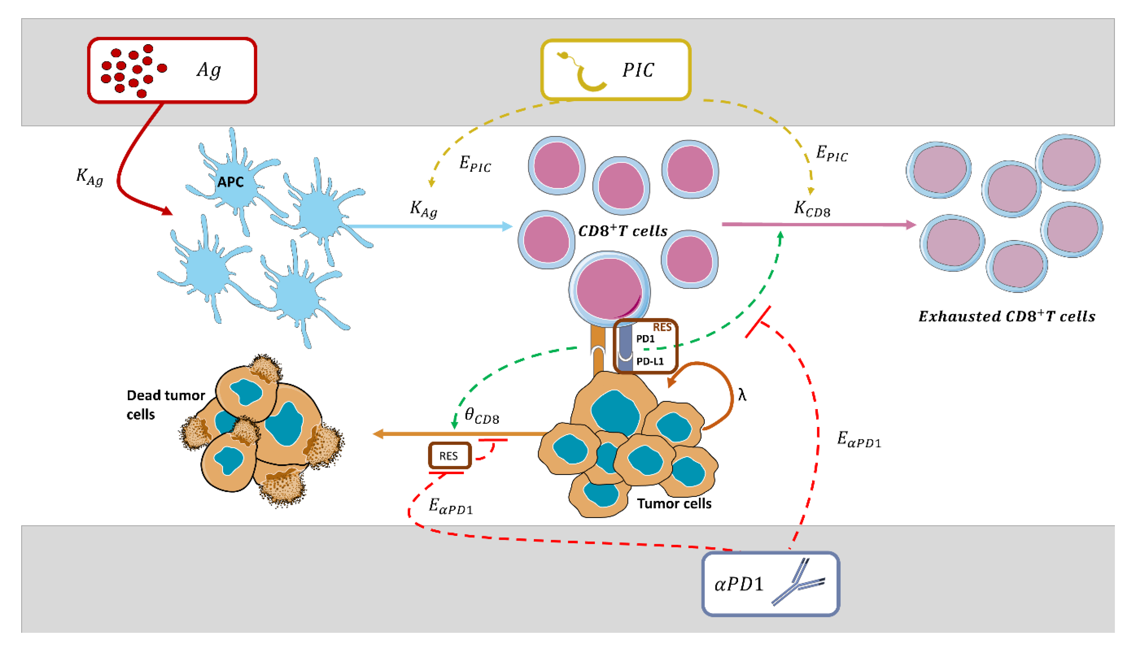 Cancers 13 05049 g002 Cancers 13 05049 g002