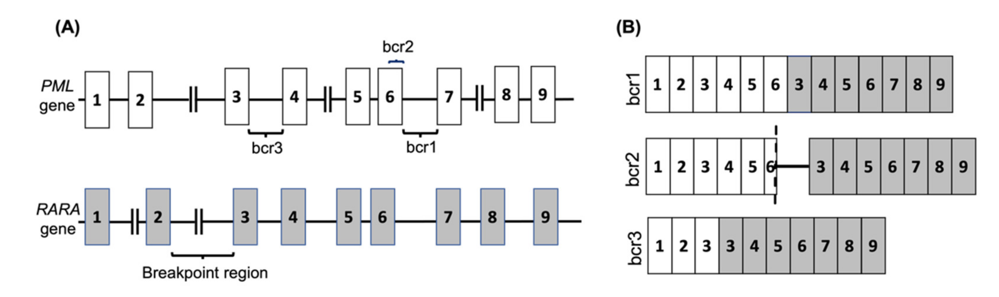 Cancers 13 05055 g001