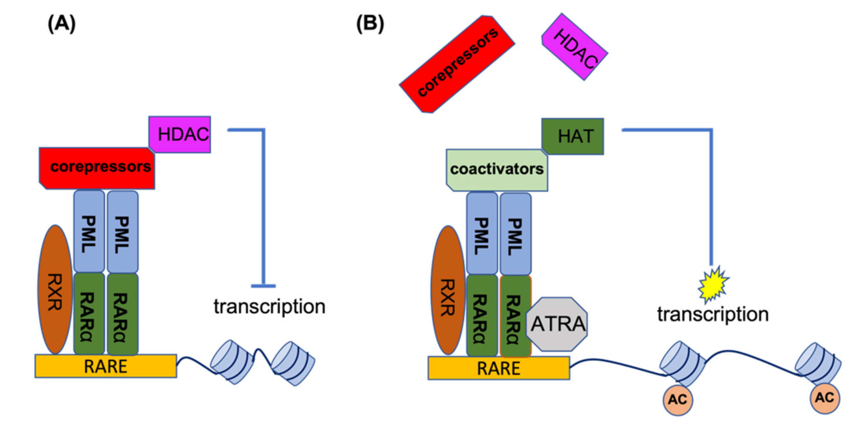 Cancers 13 05055 g002