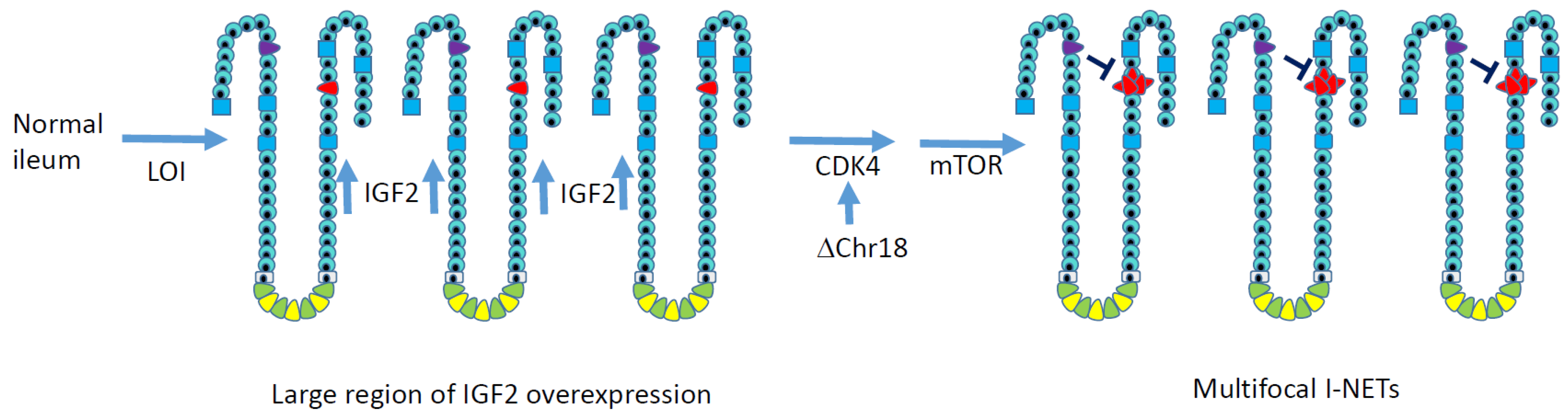 Cancers 13 05070 g002