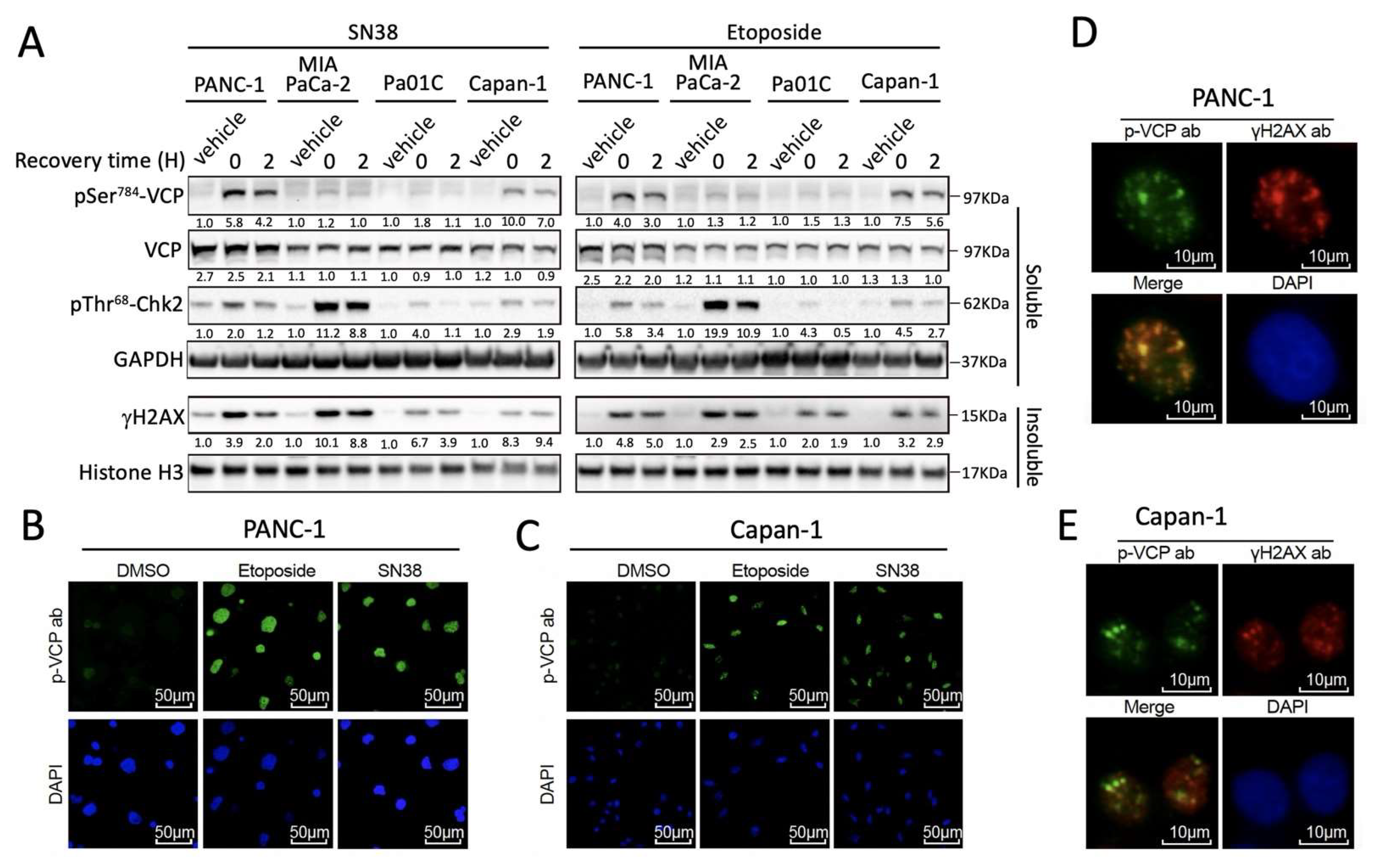 Cancers 13 05076 g001 Cancers 13 05076 g001