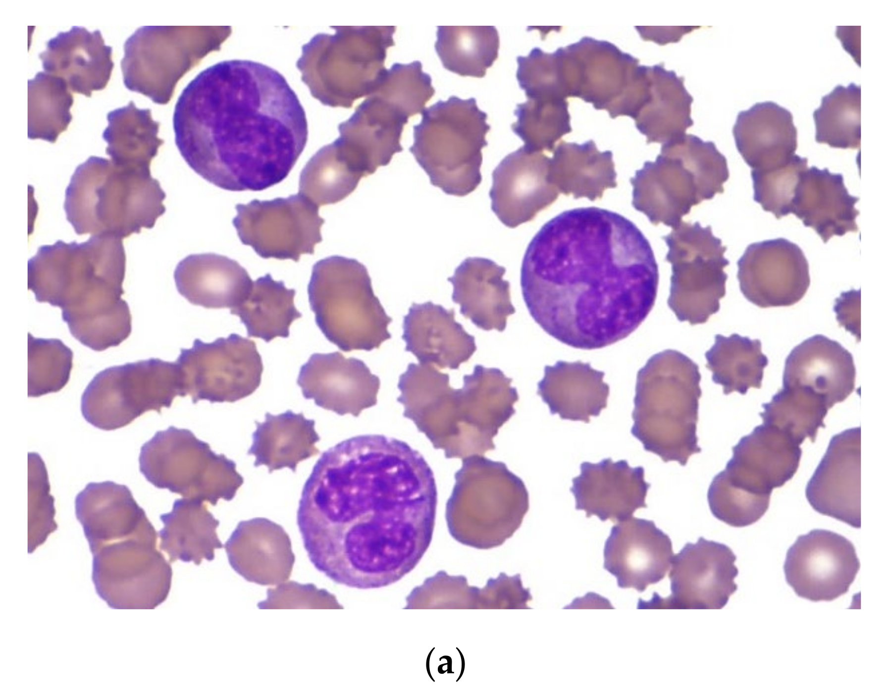 Cancers 13 05078 g003a