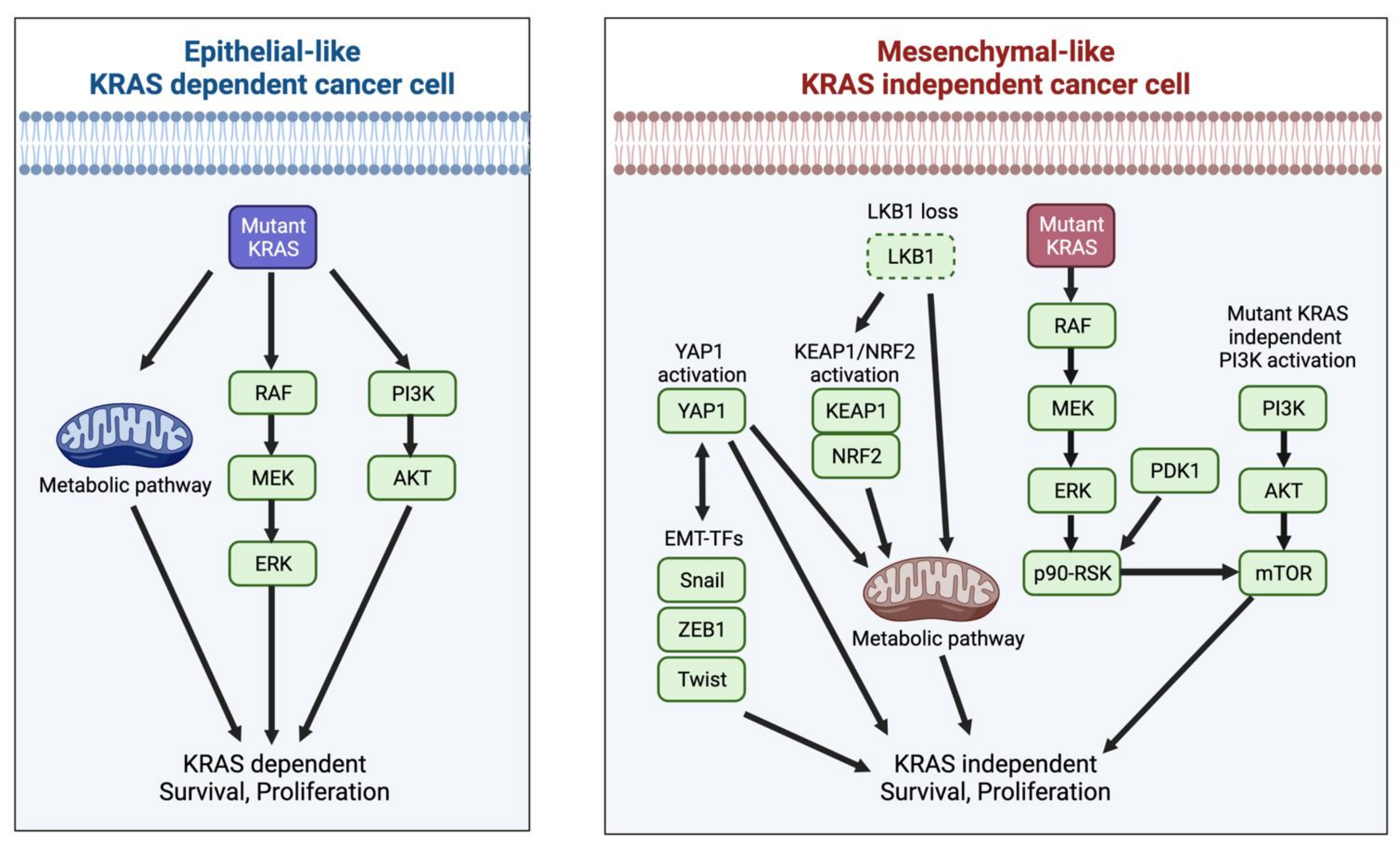 Cancers 13 05081 g001