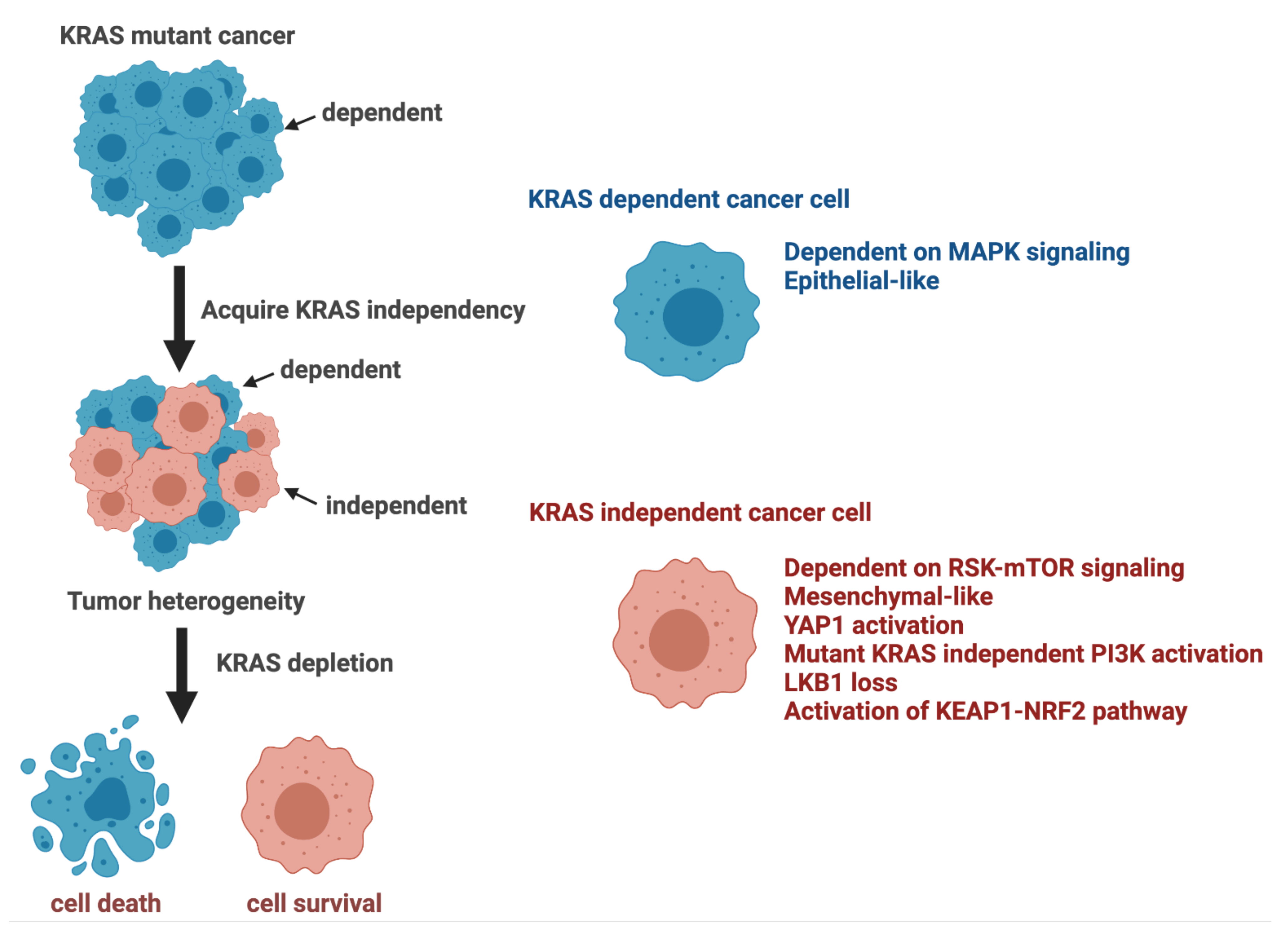 Cancers 13 05081 g003