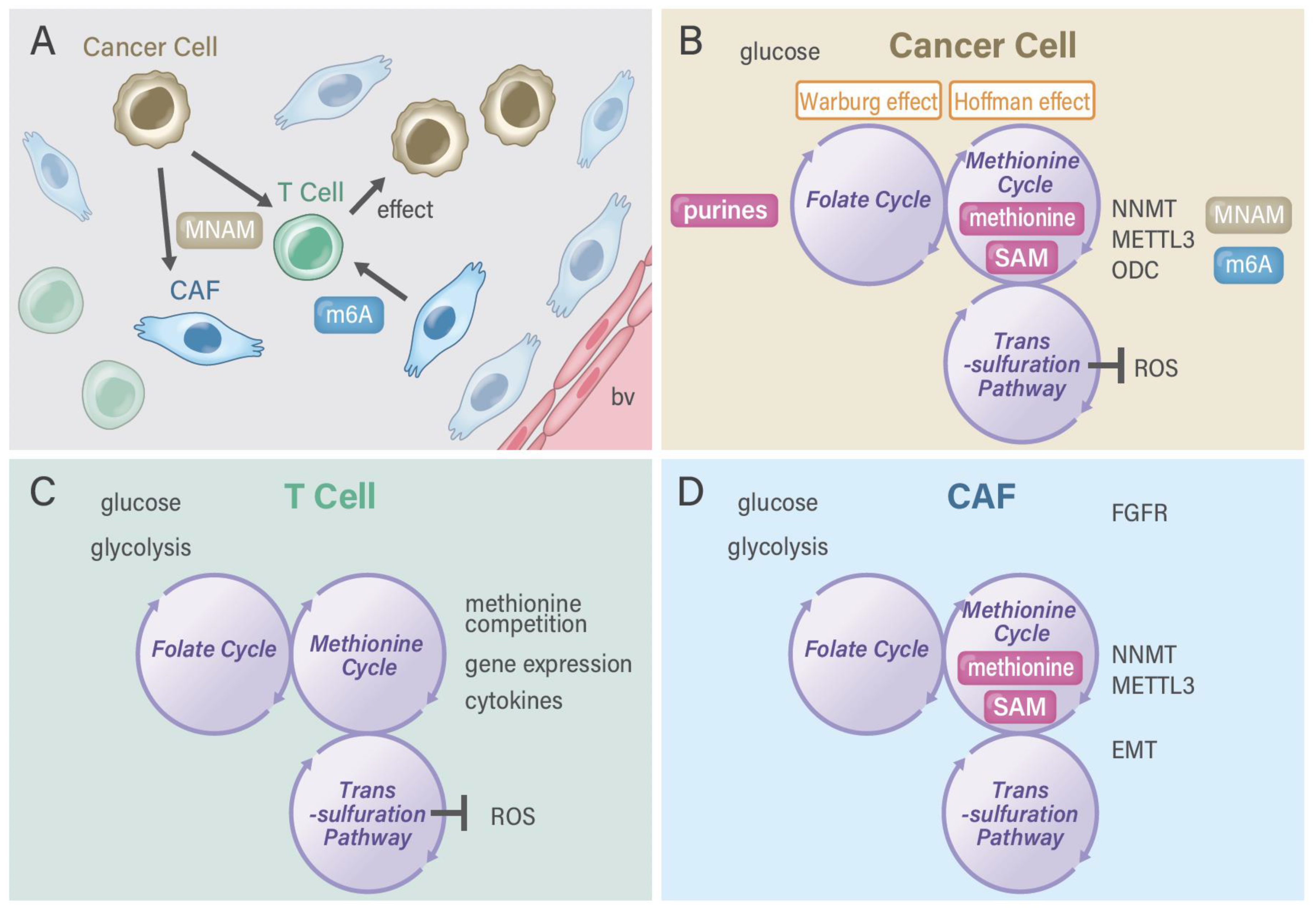 Cancers 13 05088 g005 Cancers 13 05088 g005