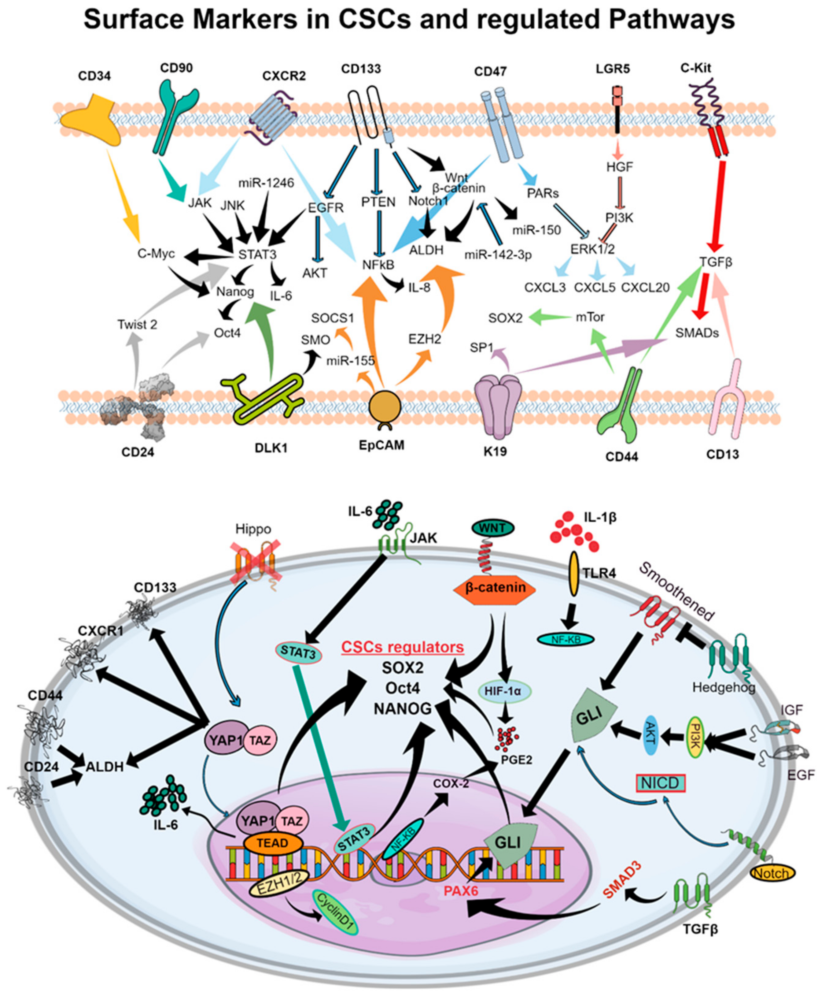 Cancers 13 05098 g002