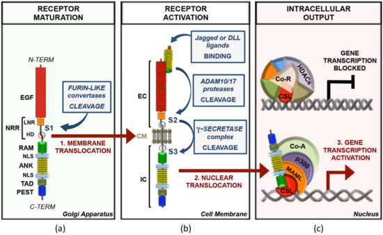 https://www.mdpi.com/cancers/cancers-13-05106/article_deploy/html/images/cancers-13-05106-g001-550.jpg