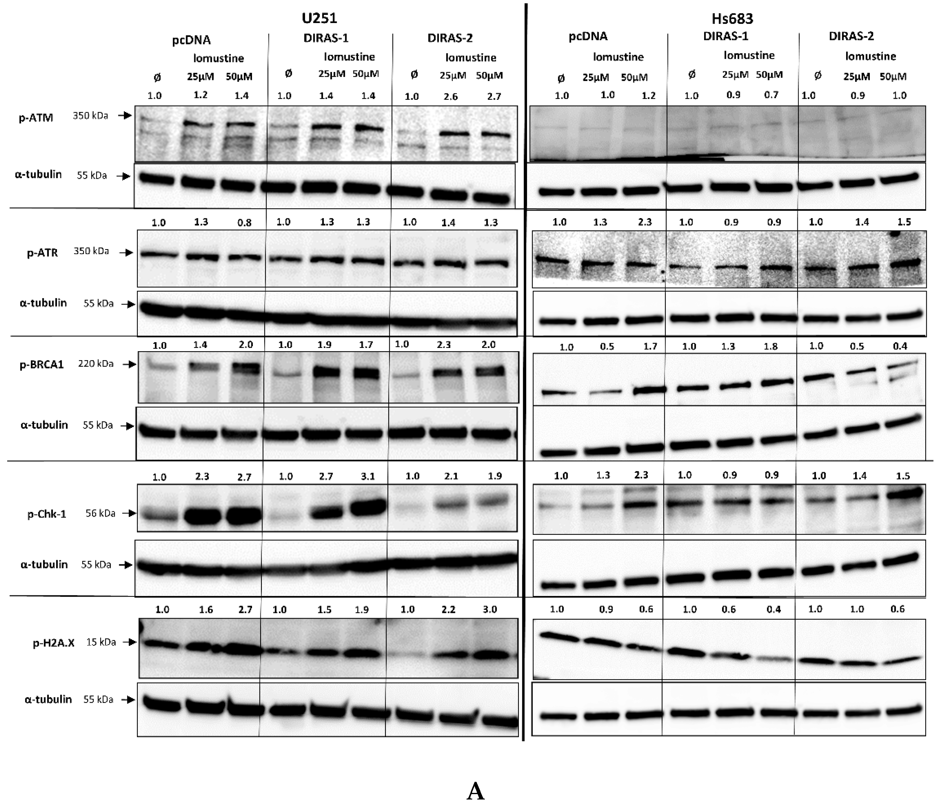 Cancers 13 05113 g006a 550