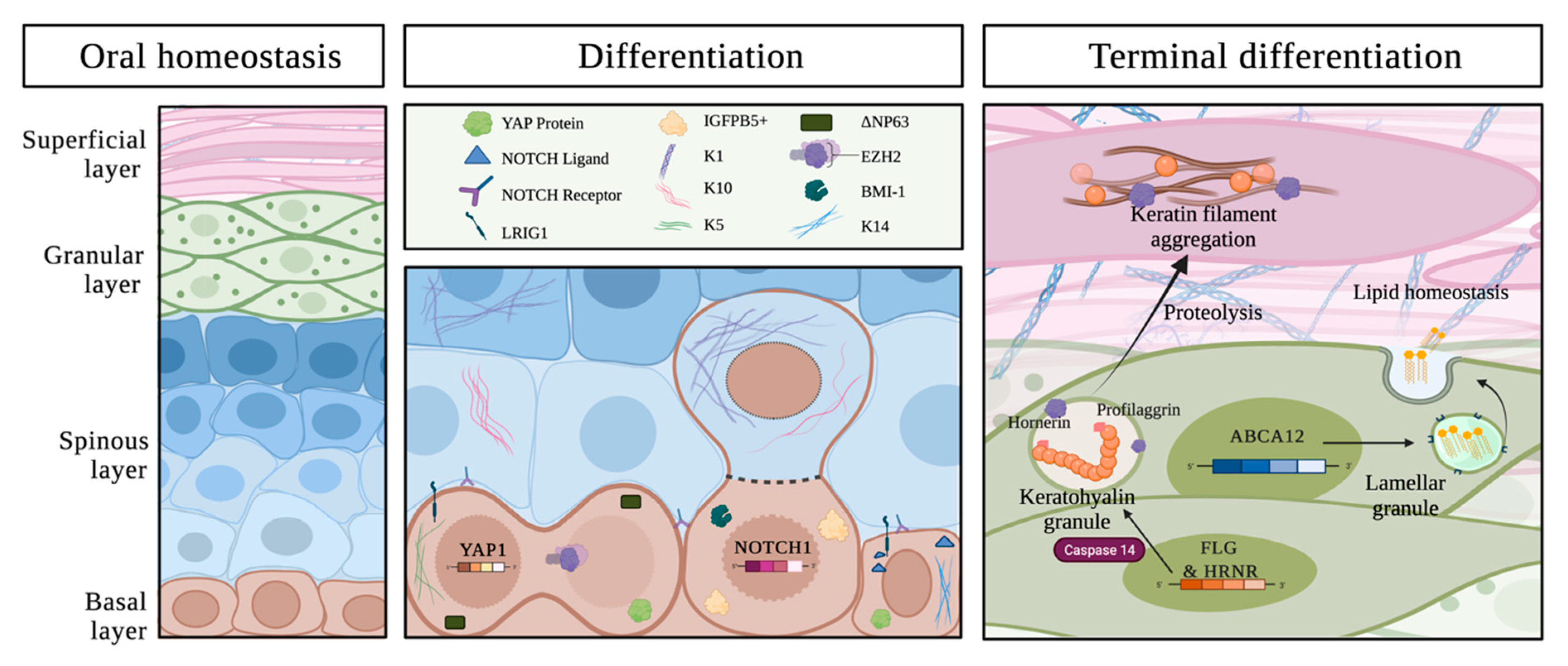 Cancers 13 05123 g001 Cancers 13 05123 g001