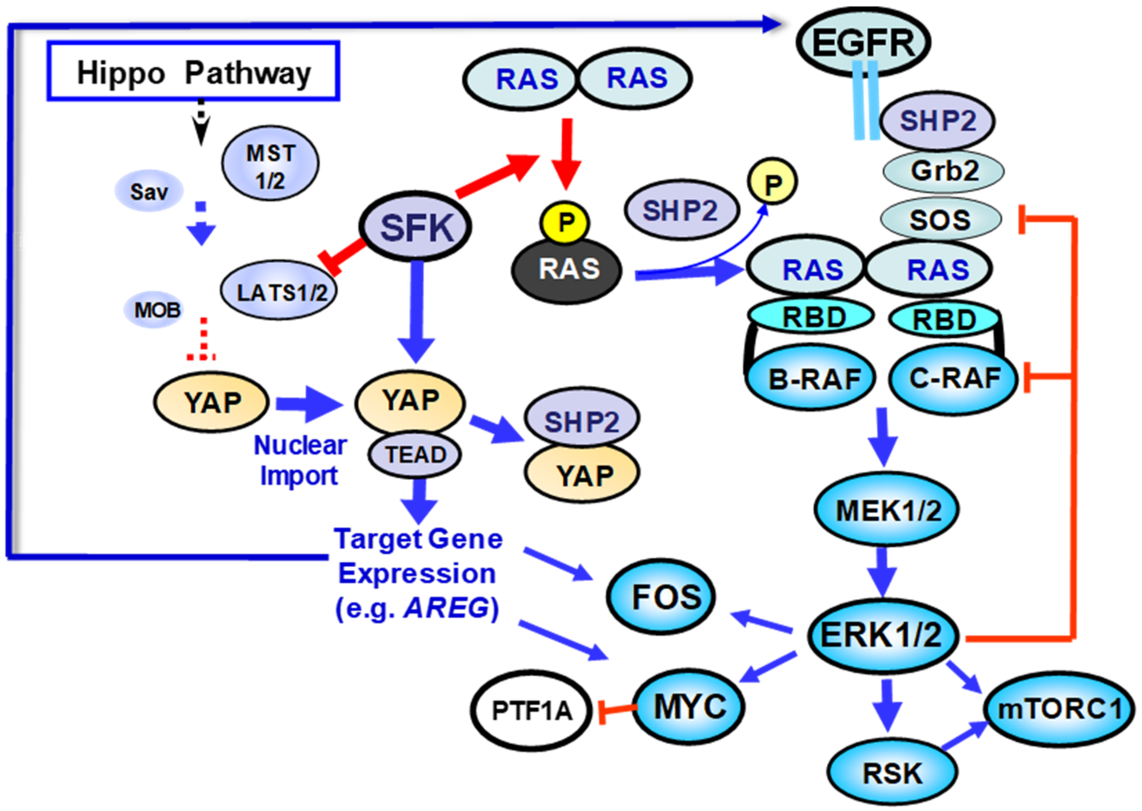 Cancers 13 05126 g002 550