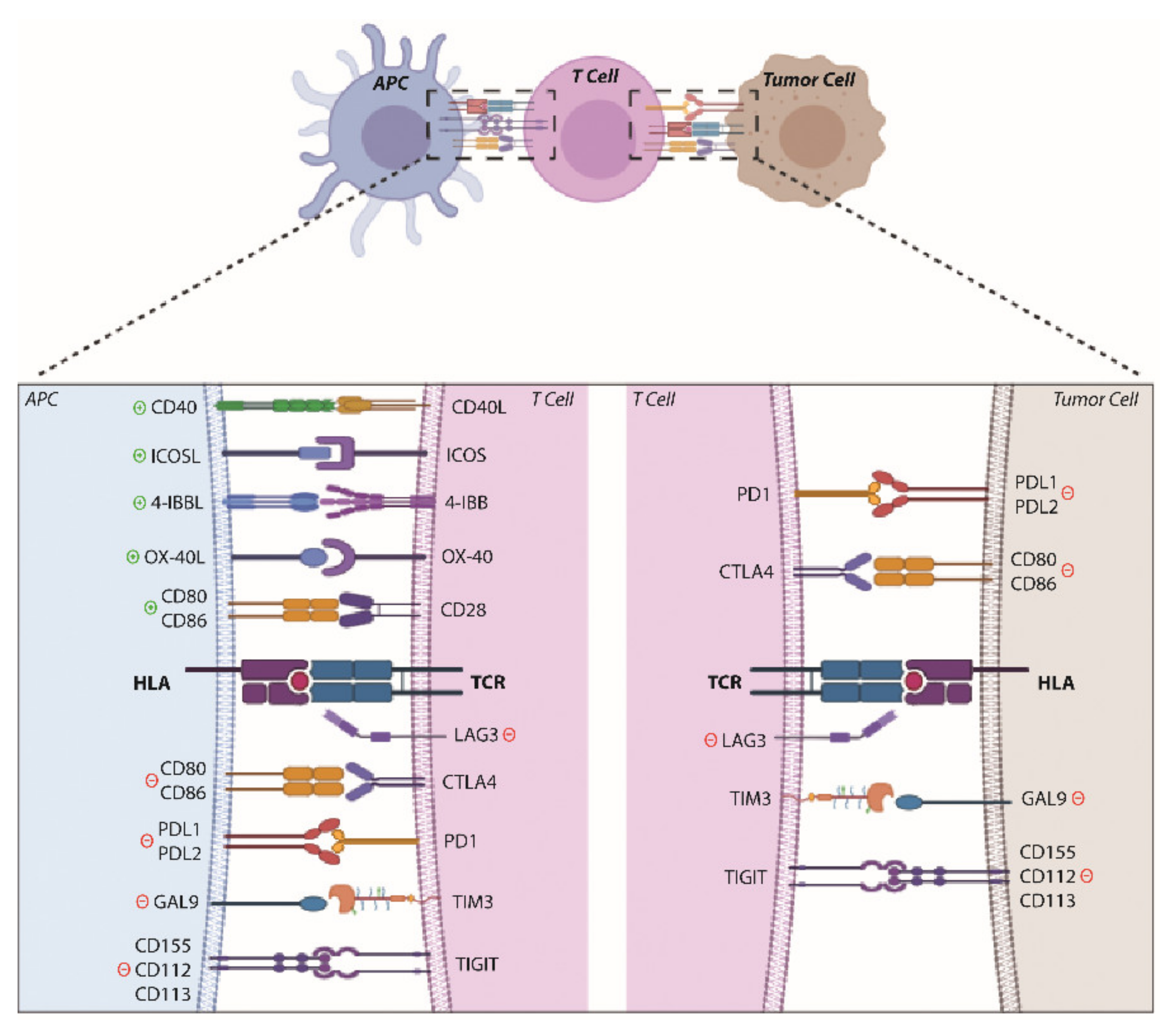 Cancers 13 05134 g001 550