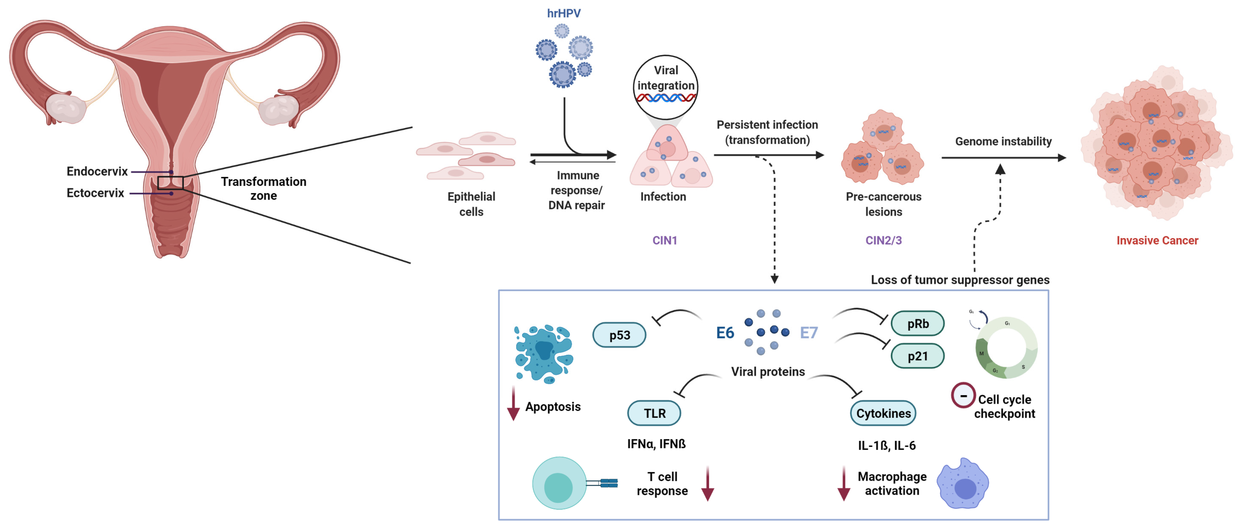 Cancers Free Full-Text Genomic Risk Factors for Cervical Cancer pic