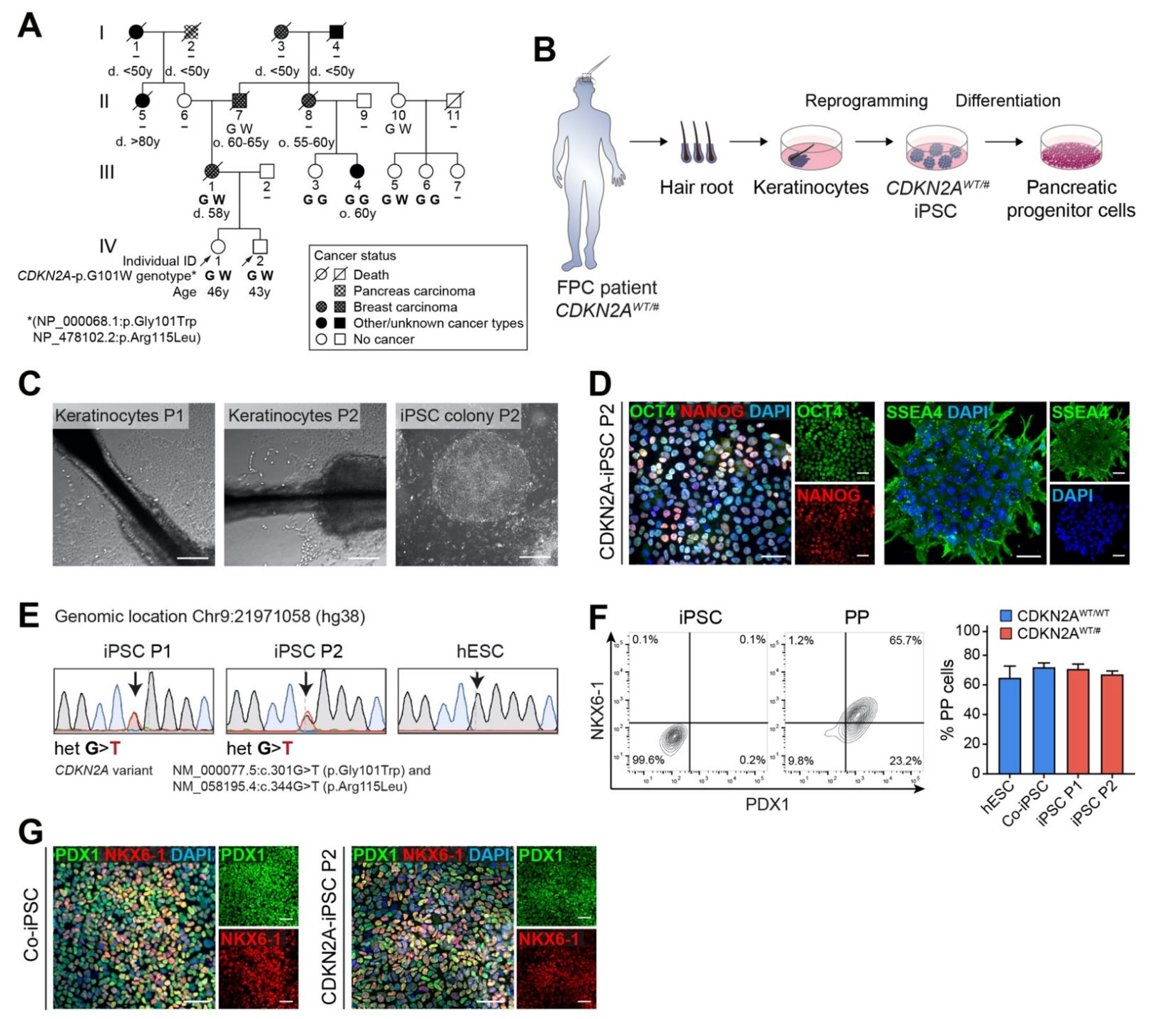 Cancers 13 05139 g001 Cancers 13 05139 g001
