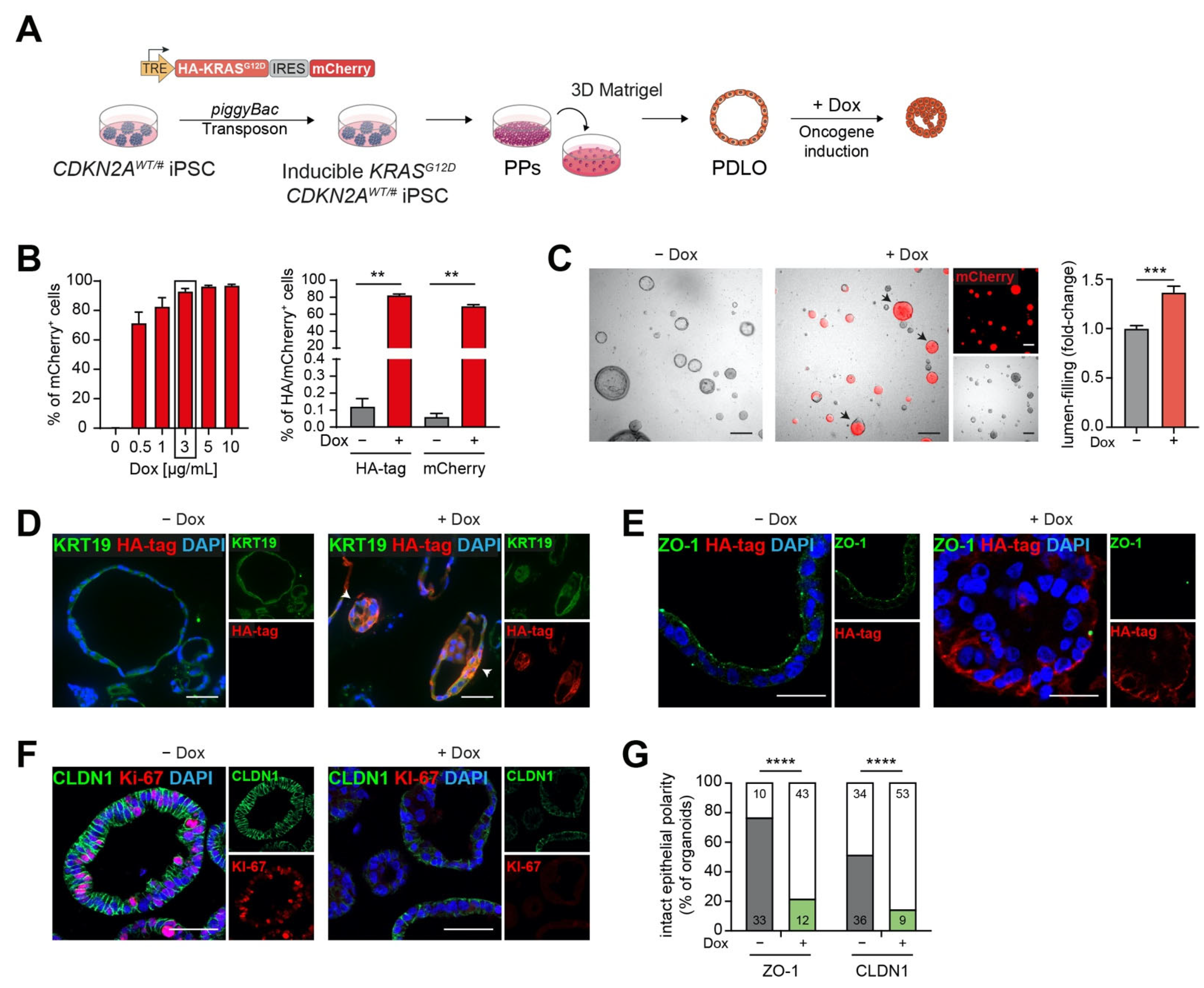 Cancers 13 05139 g002 Cancers 13 05139 g002