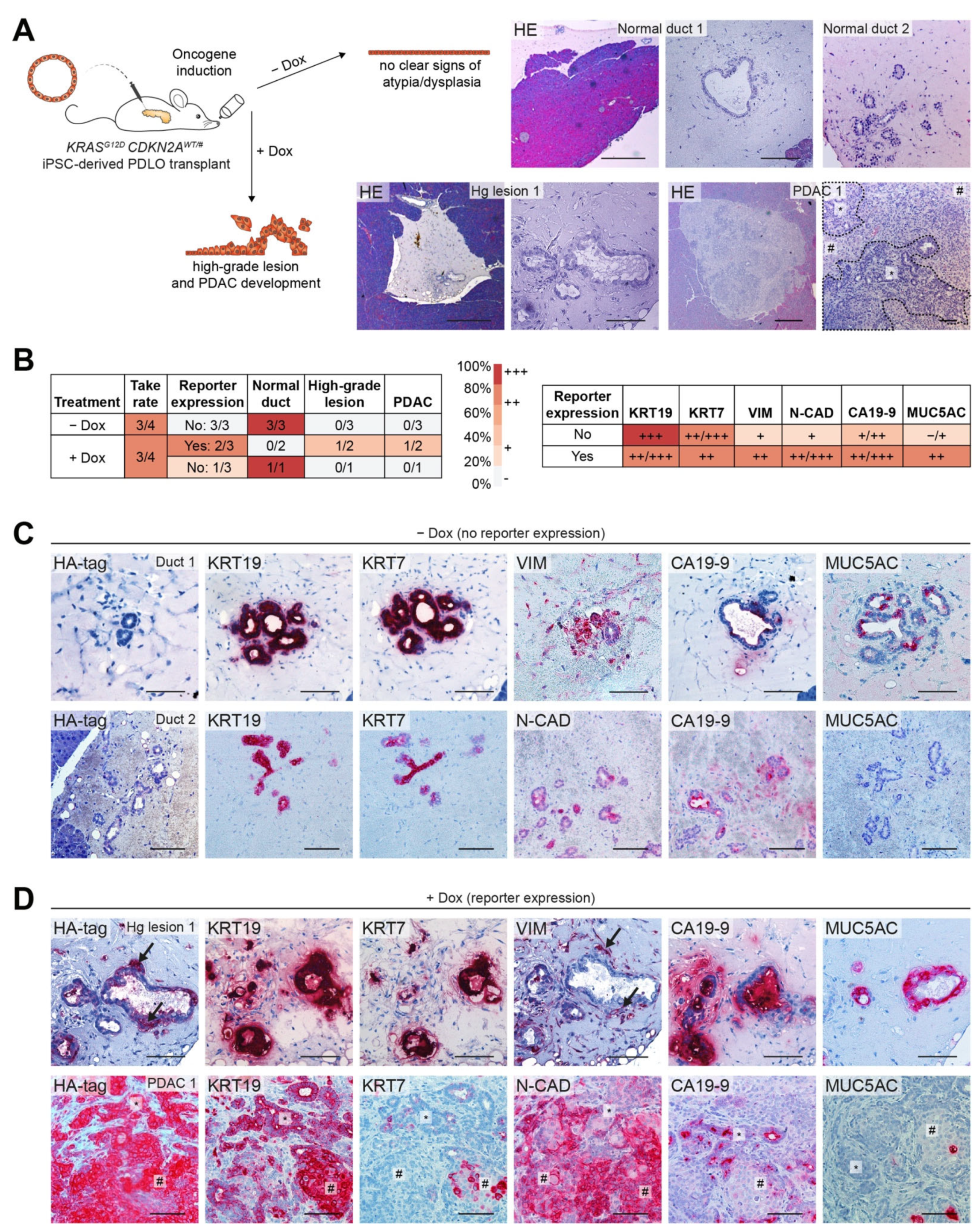 Cancers 13 05139 g004 Cancers 13 05139 g004