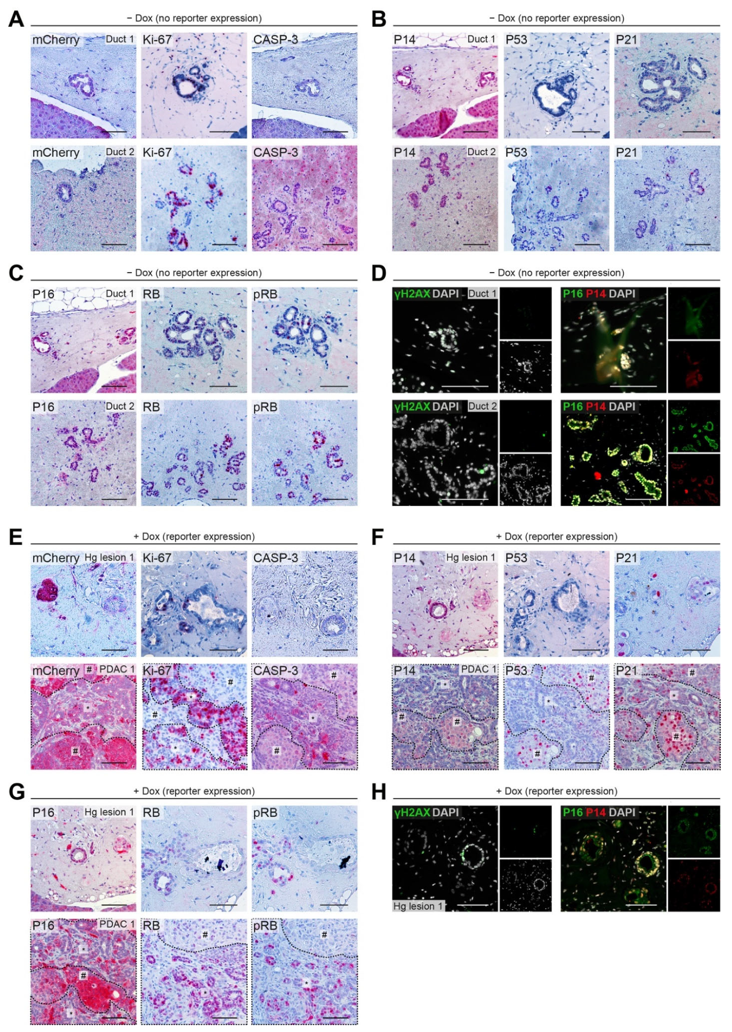 Cancers 13 05139 g005 Cancers 13 05139 g005