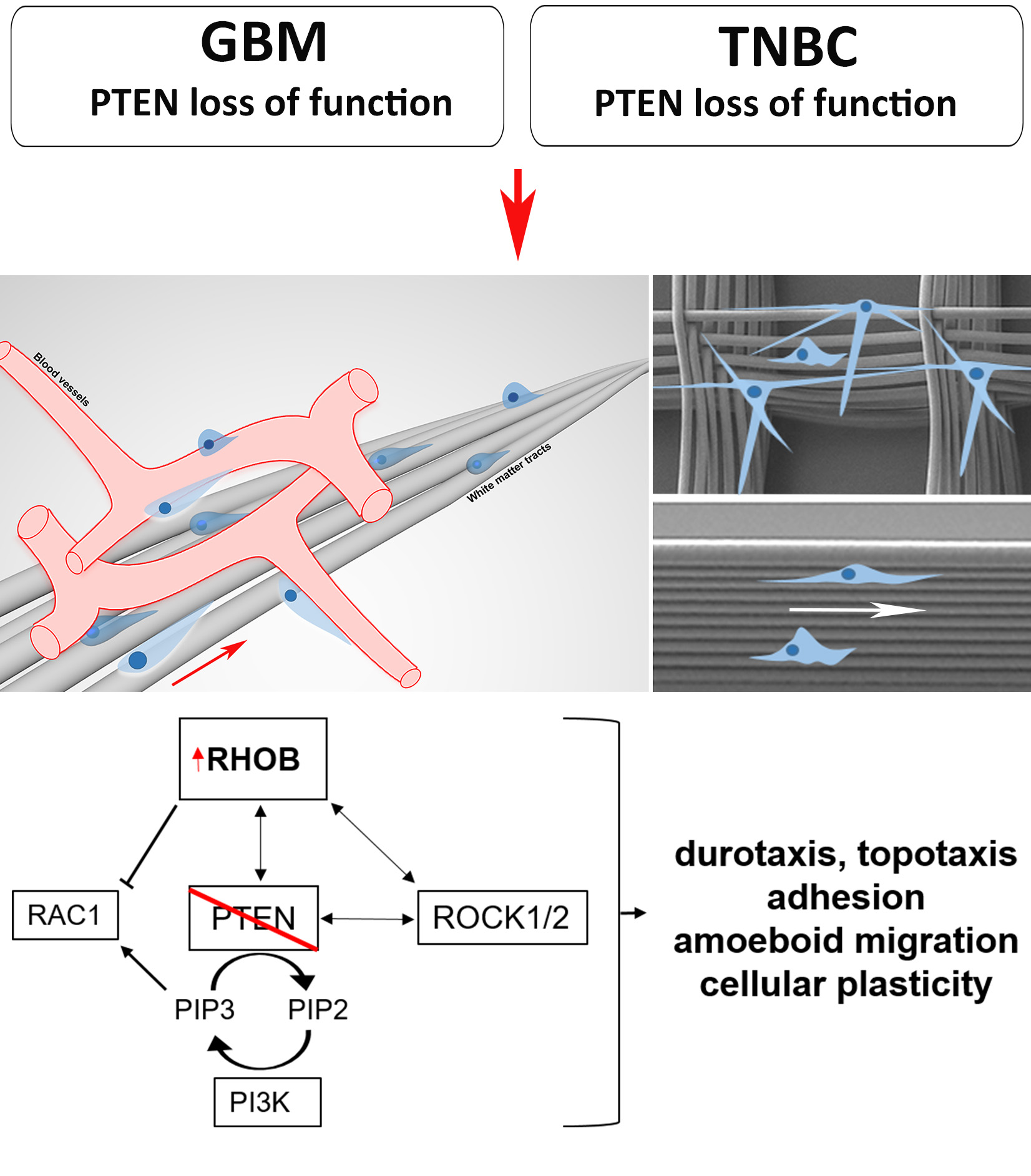 Cancers Free FullText Brain and Breast Cancer Cells with PTEN Loss of Function Reveal