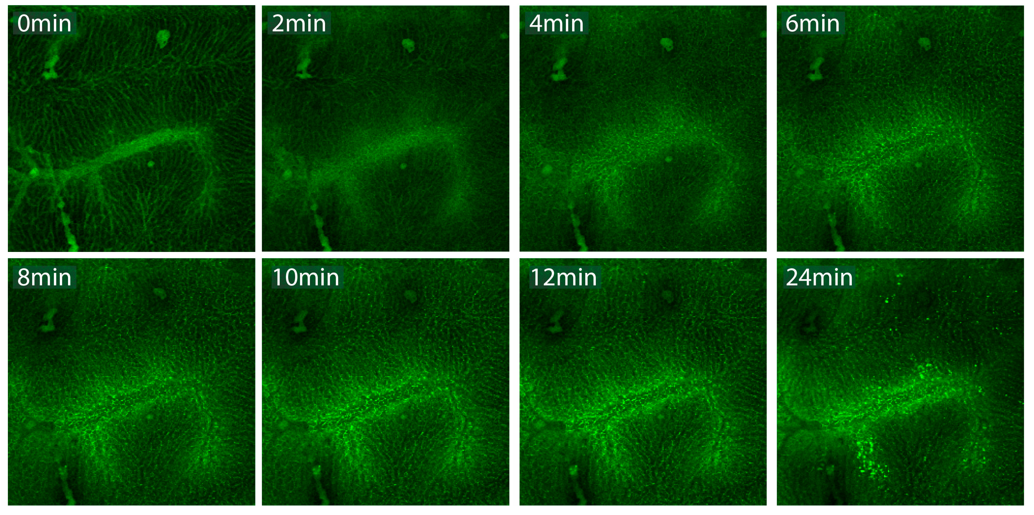 Cancers 13 05146 g015