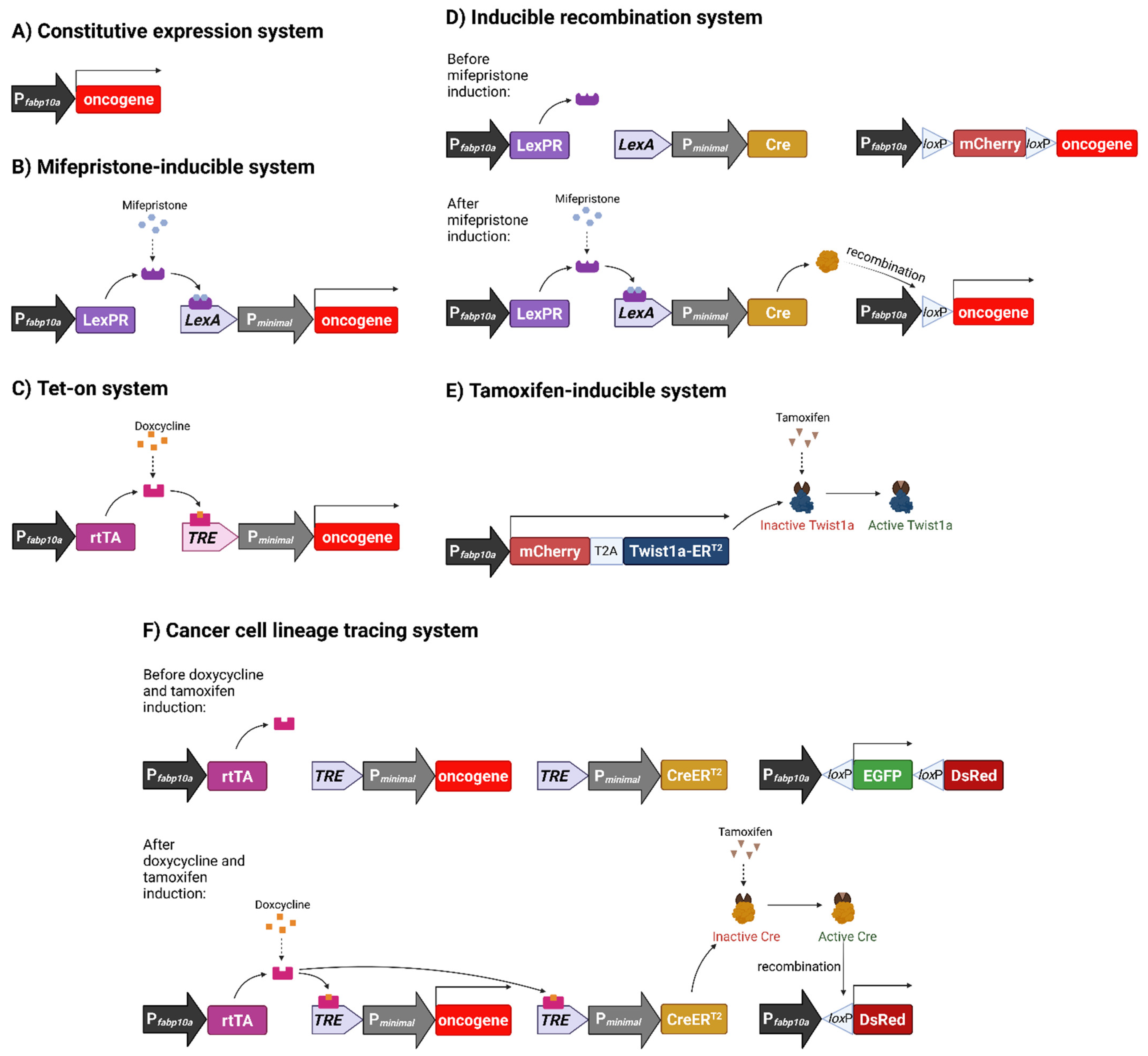 Cancers 13 05148 g001