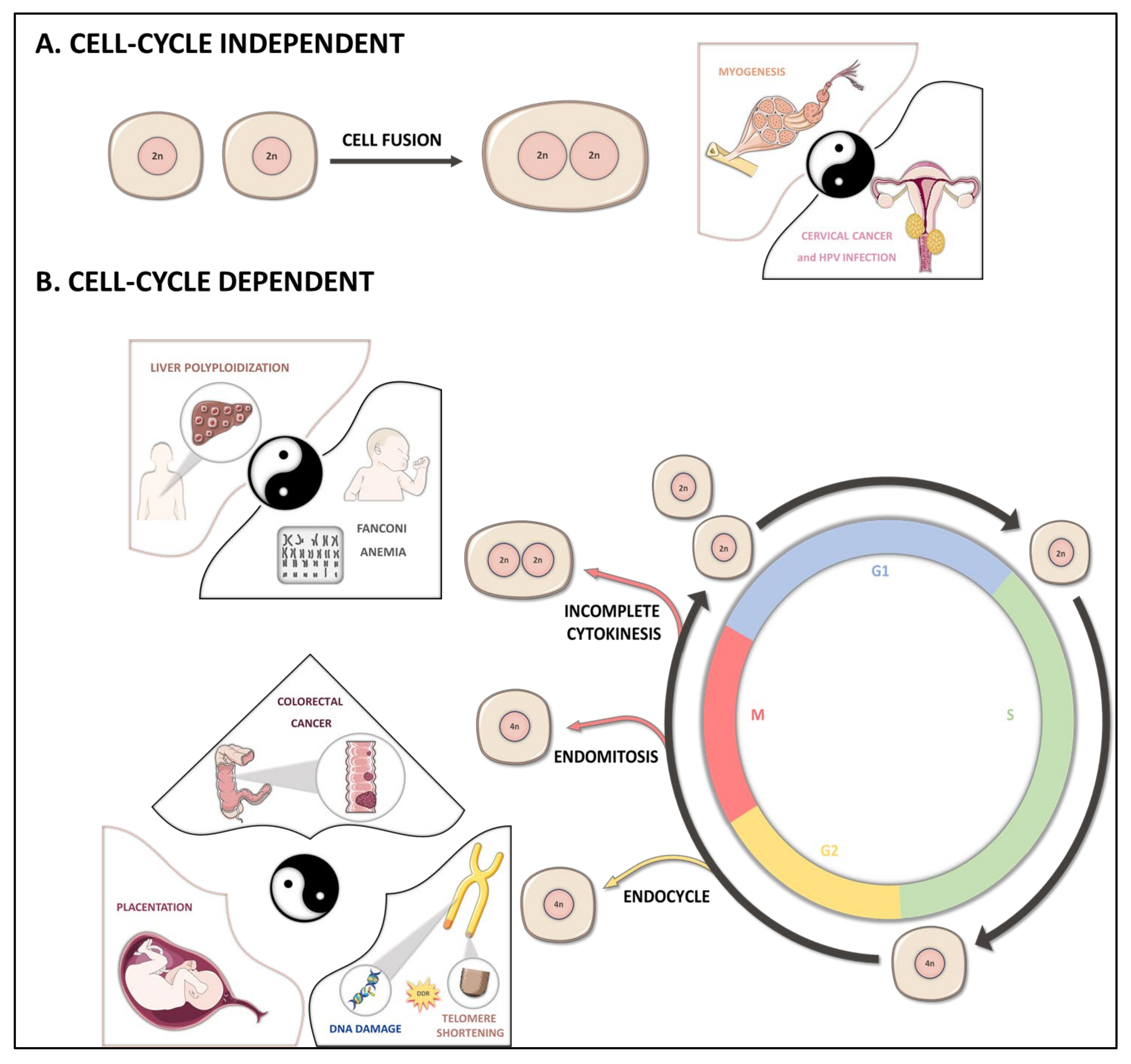 Cancers | Free Full-Text | Hepatocyte Polyploidy: Driver or Gatekeeper of  Chronic Liver Diseases