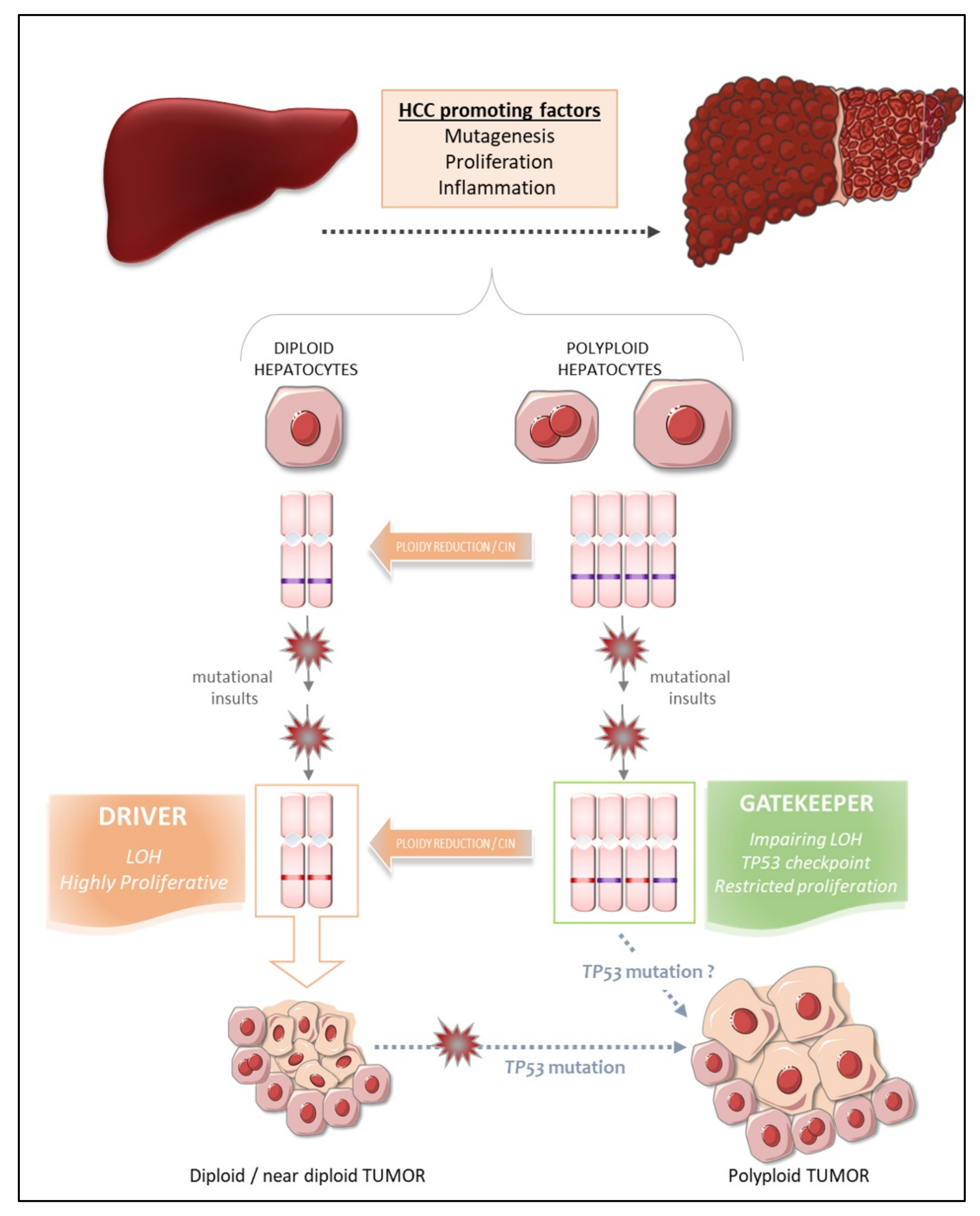 Cancers 13 05151 g003 Cancers 13 05151 g003