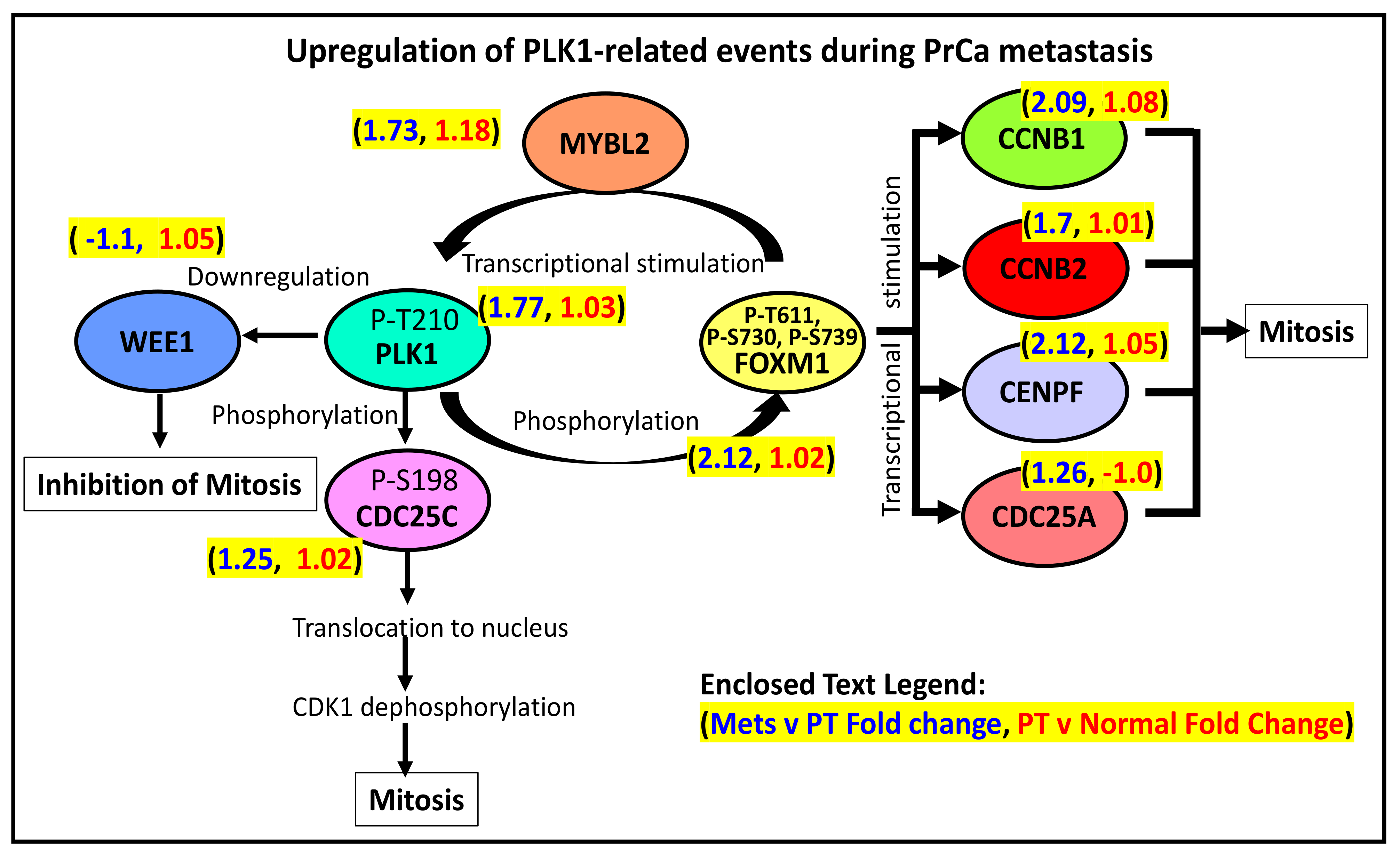 Cancers 13 05158 g003