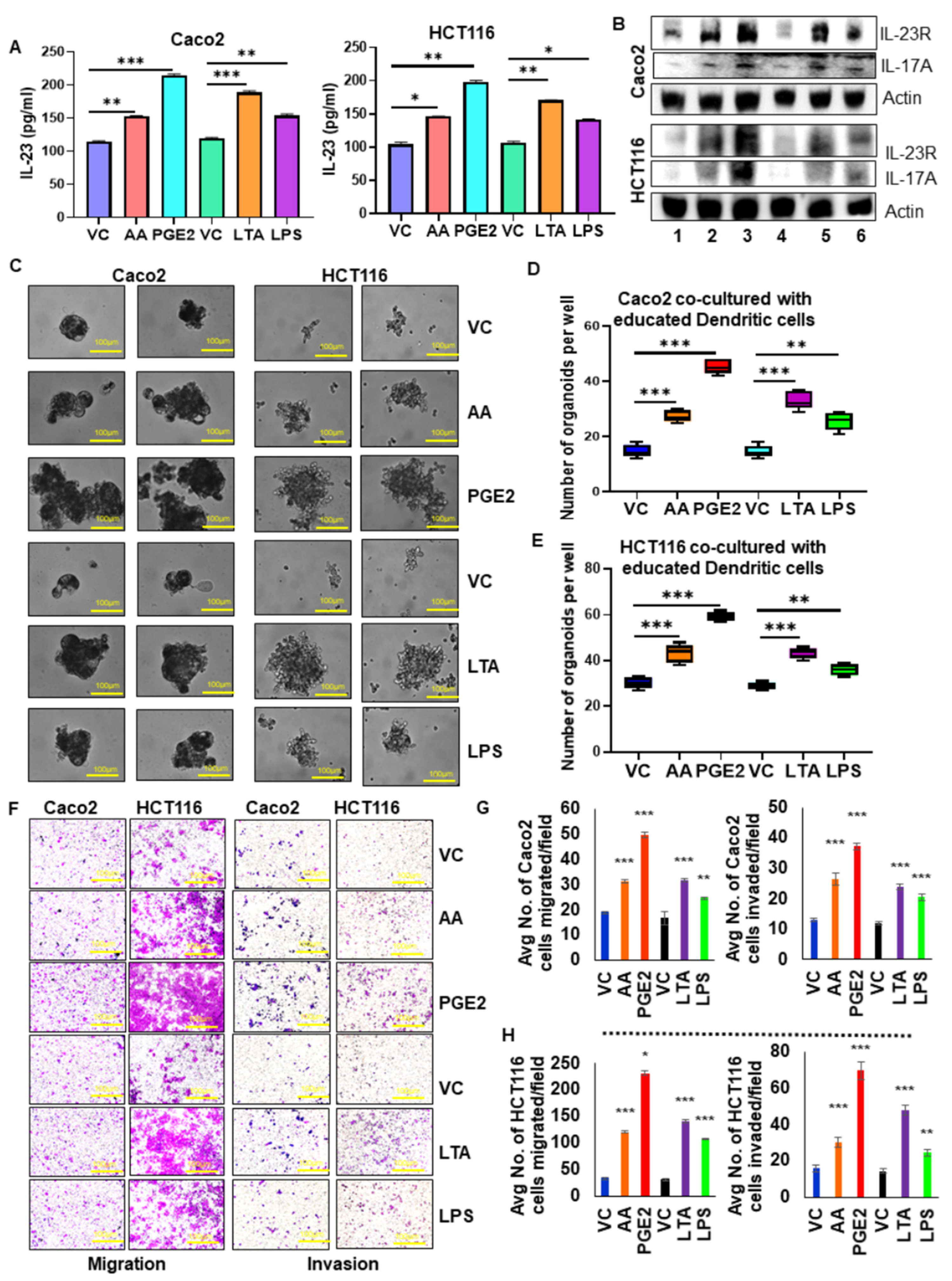 Cancers 13 05159 g004