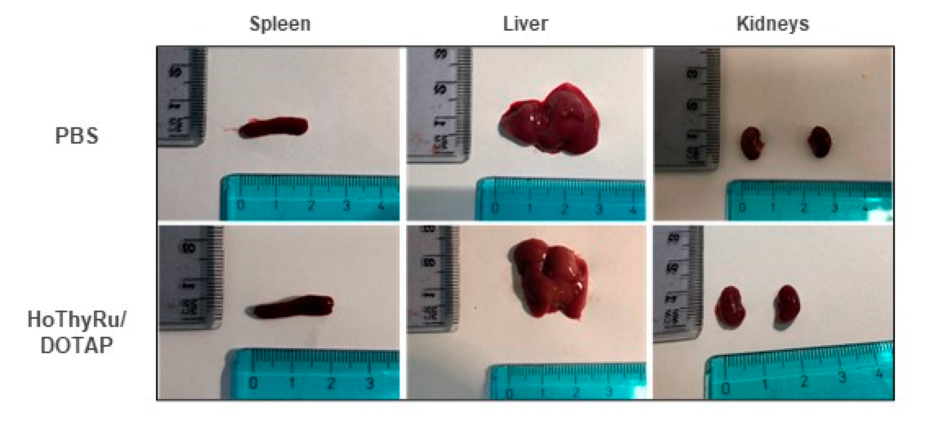 Cancers 13 05164 g005