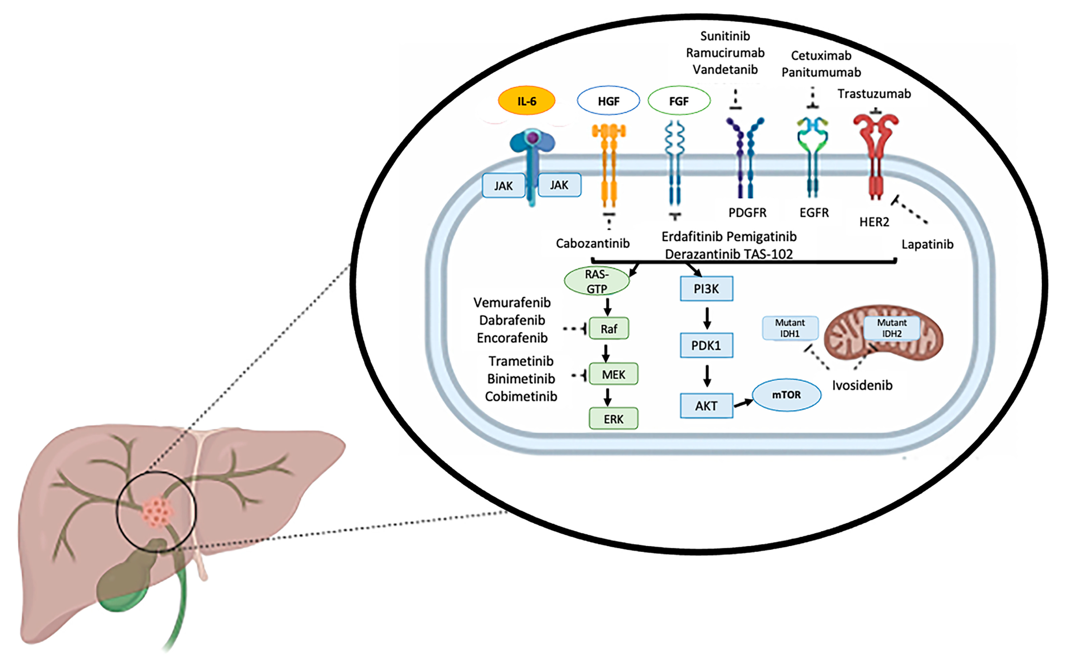 Cancers 13 05169 g003 550