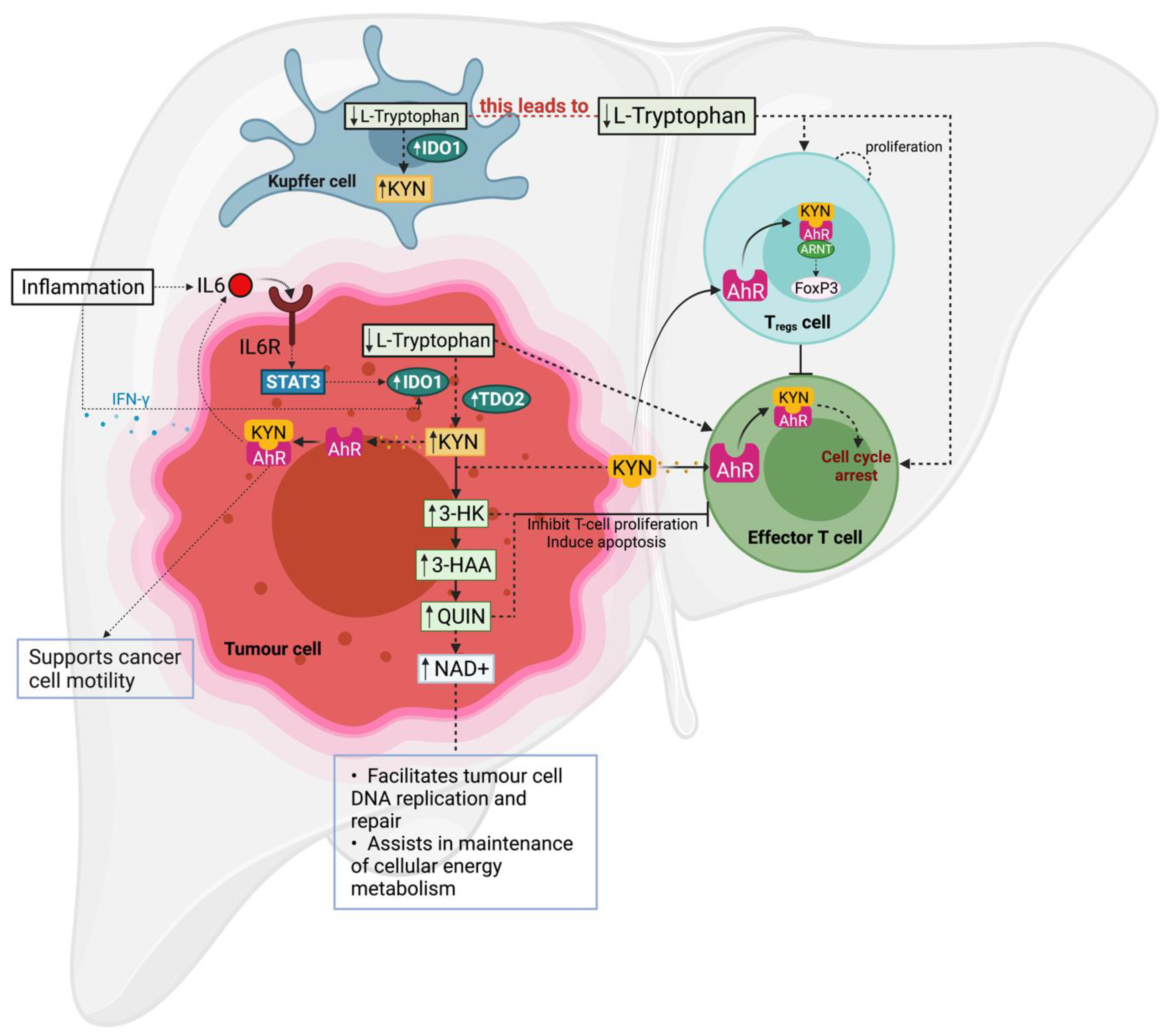 Cancers 13 05180 g003 550