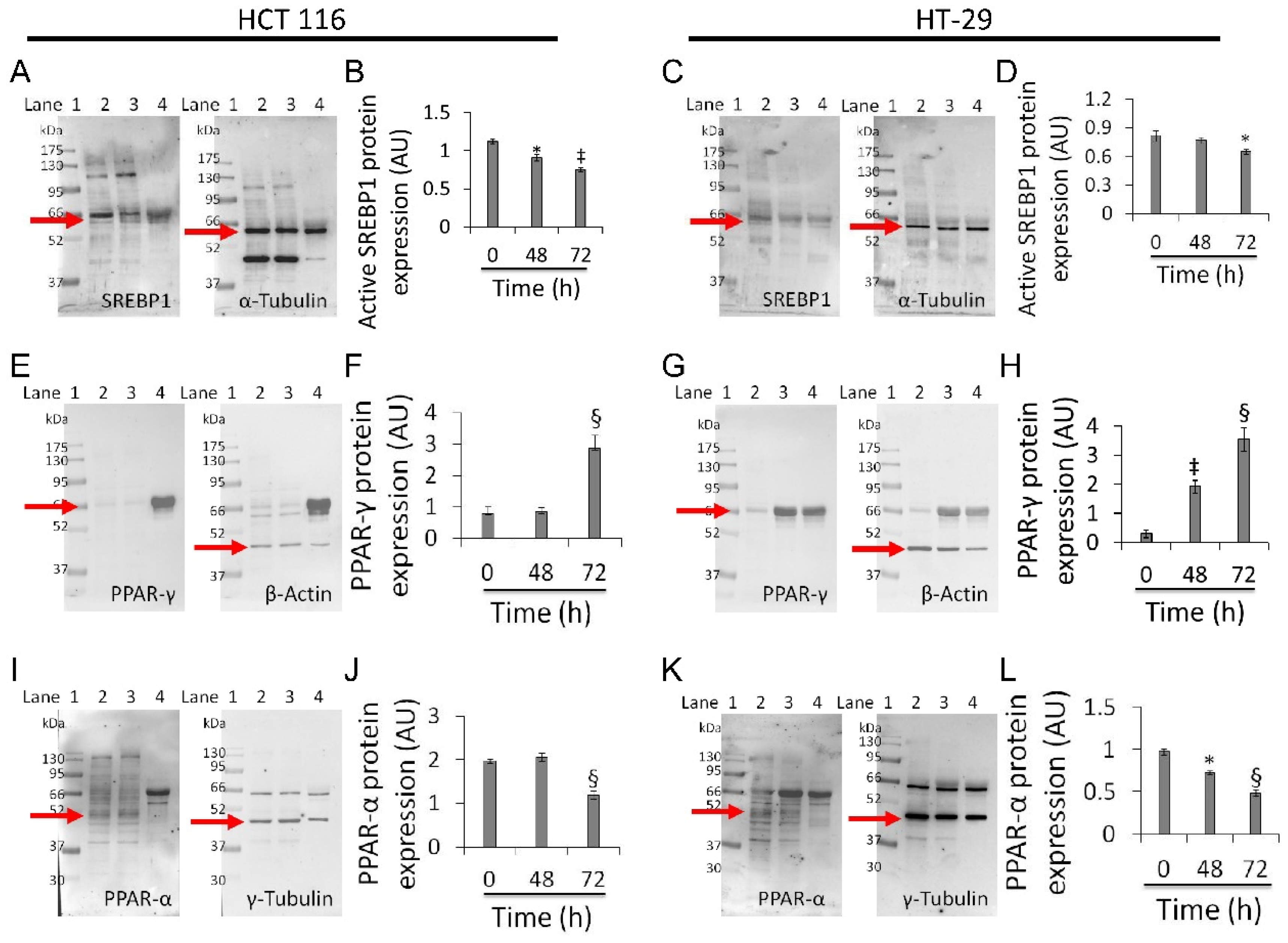 Cancers 13 05196 g007 Cancers 13 05196 g007