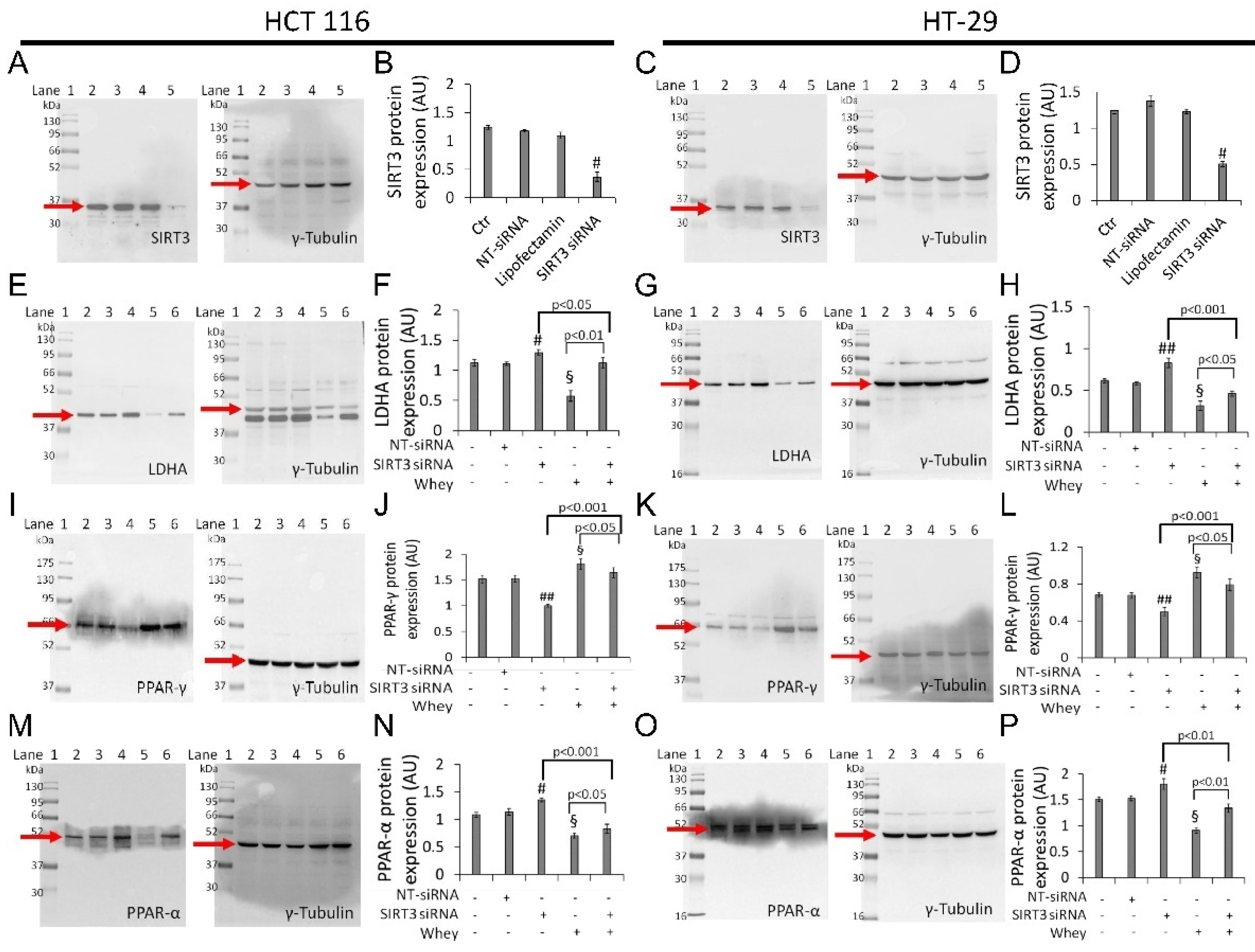 Cancers 13 05196 g008 Cancers 13 05196 g008
