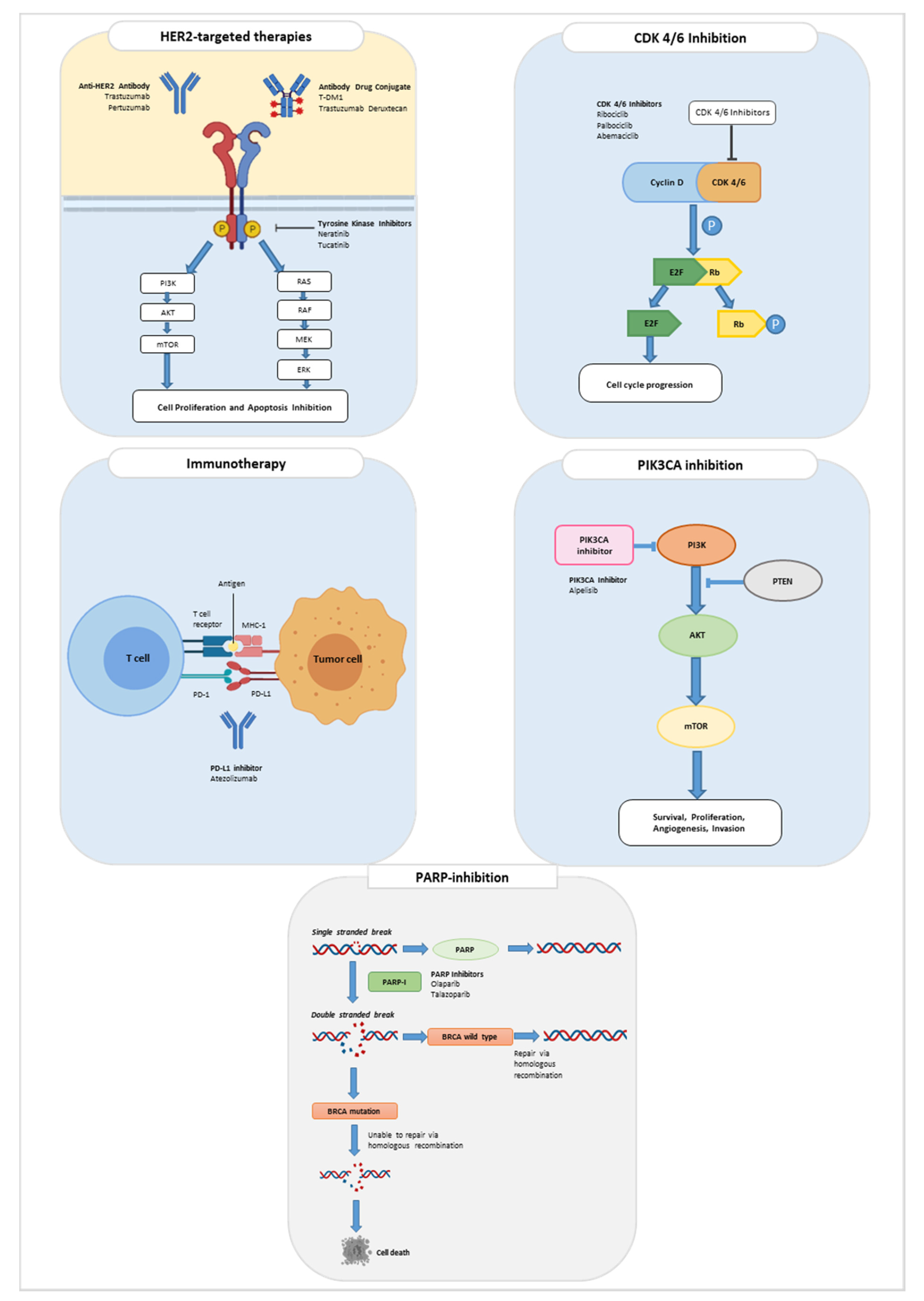 Cancers 13 05198 g001